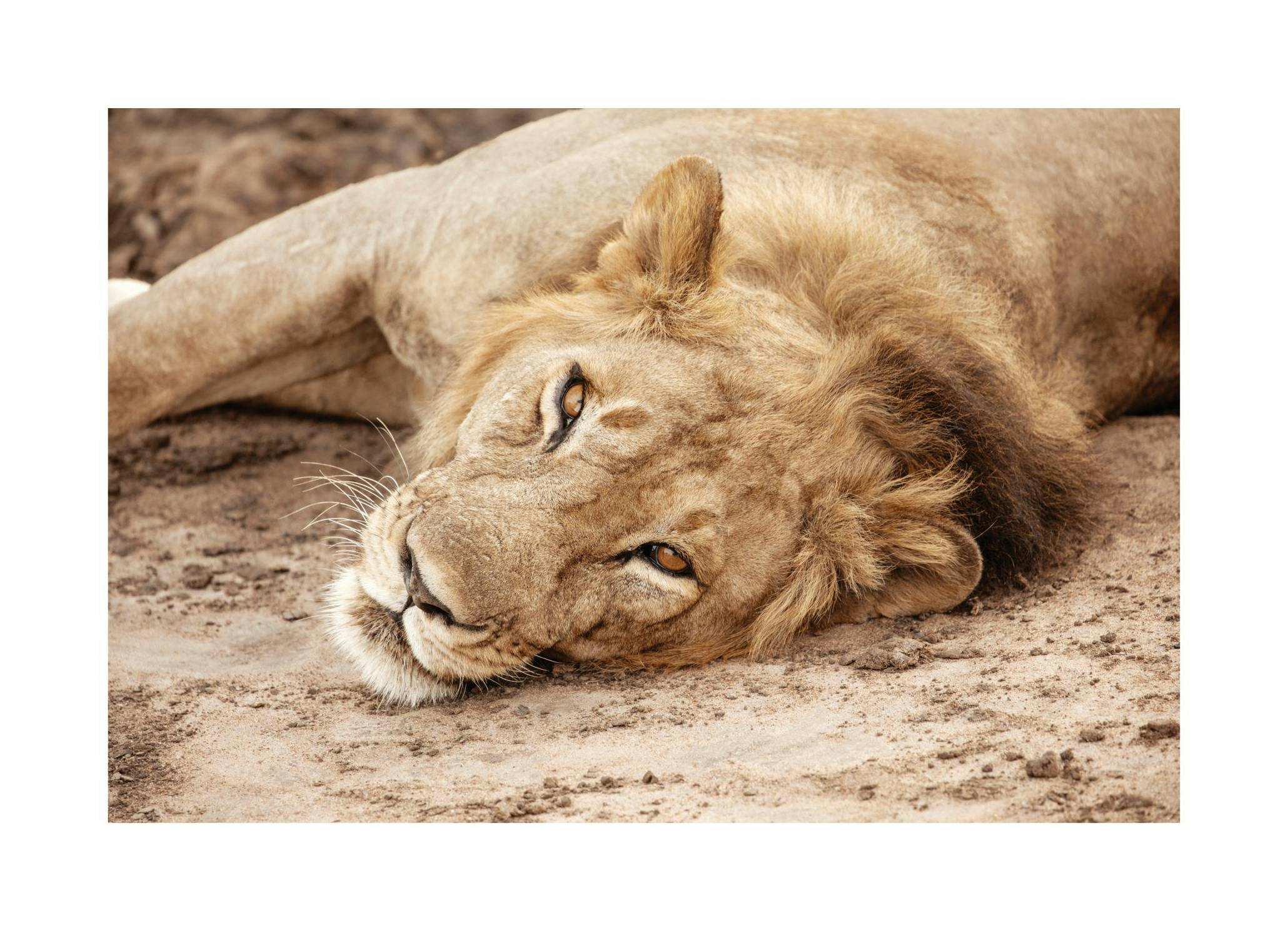 King of the Savannah Poster (100x150 cm) - Poster Store