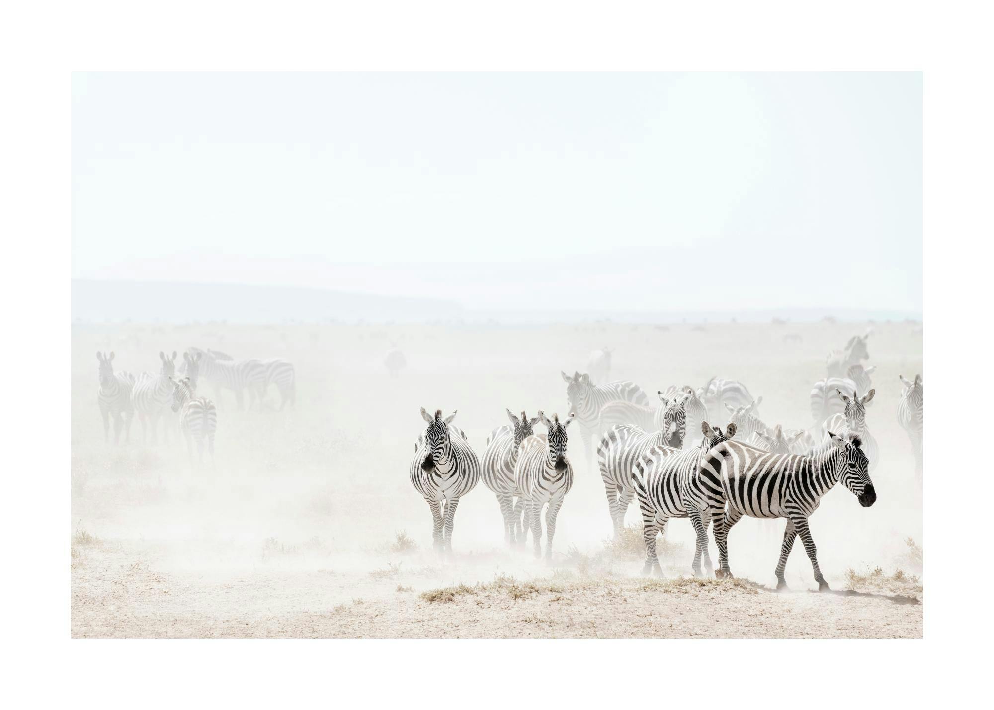 Un poster di un gruppo di zebre con strisce bianche e nere che camminano su un terreno polveroso.