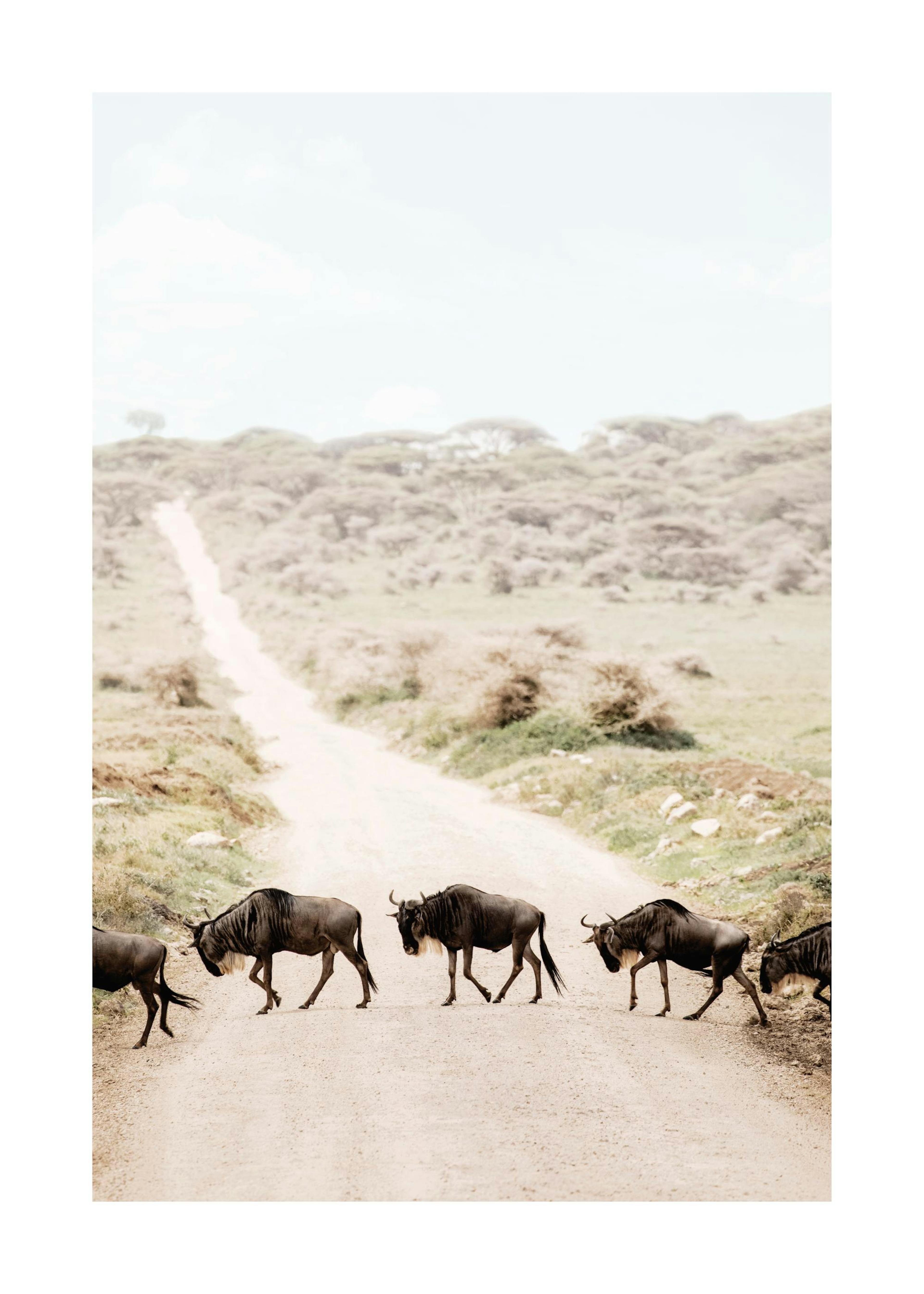 Poster con gnu che attraversano una strada sterrata, esposto in un salotto moderno sopra una mensola.