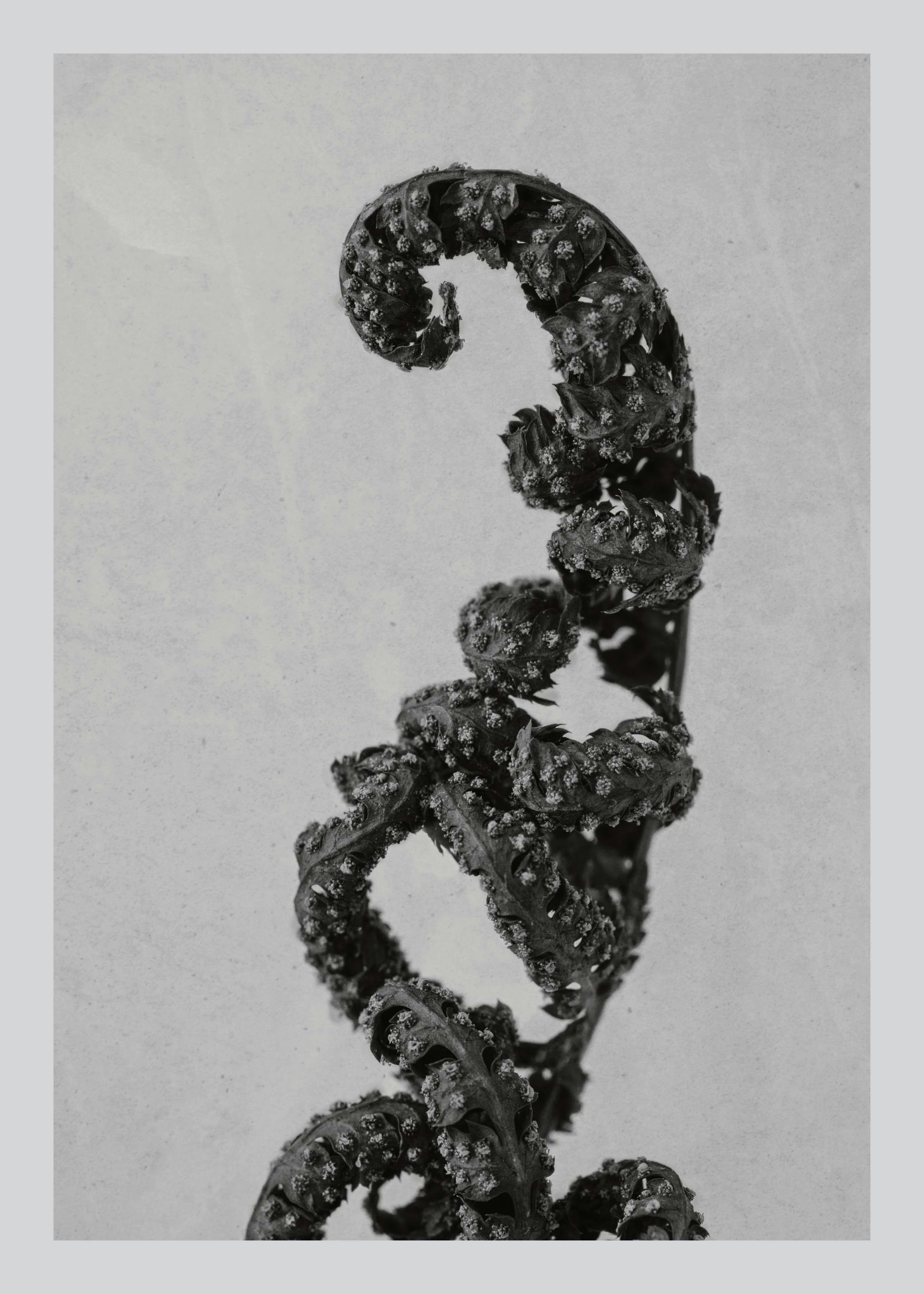 Poster: Schwarz-weißes Makro-Foto eines Farnwedels, der sich spiralförmig entrollt, mit sichtbaren Sporen.