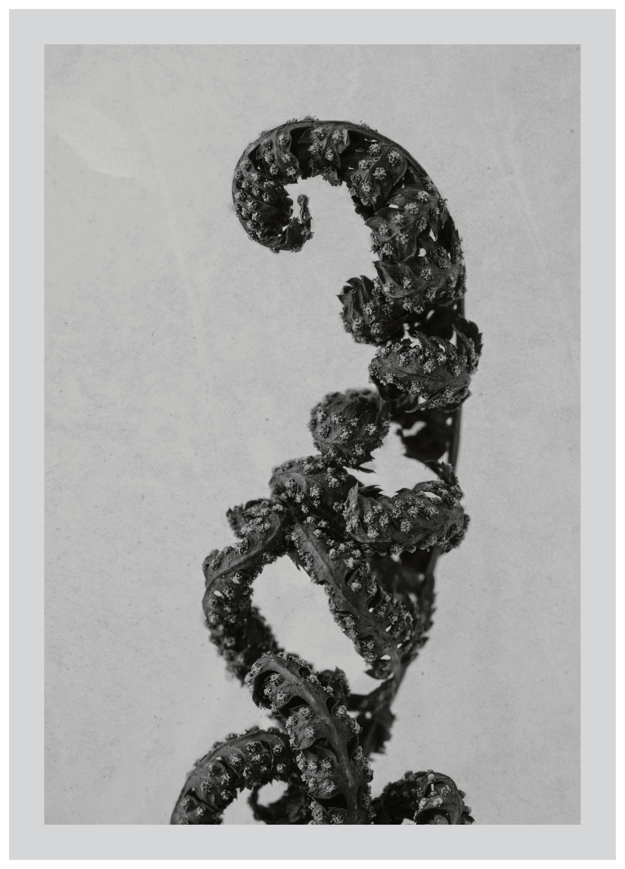 Varen Stilleven Poster (30x40 cm) - Poster Store