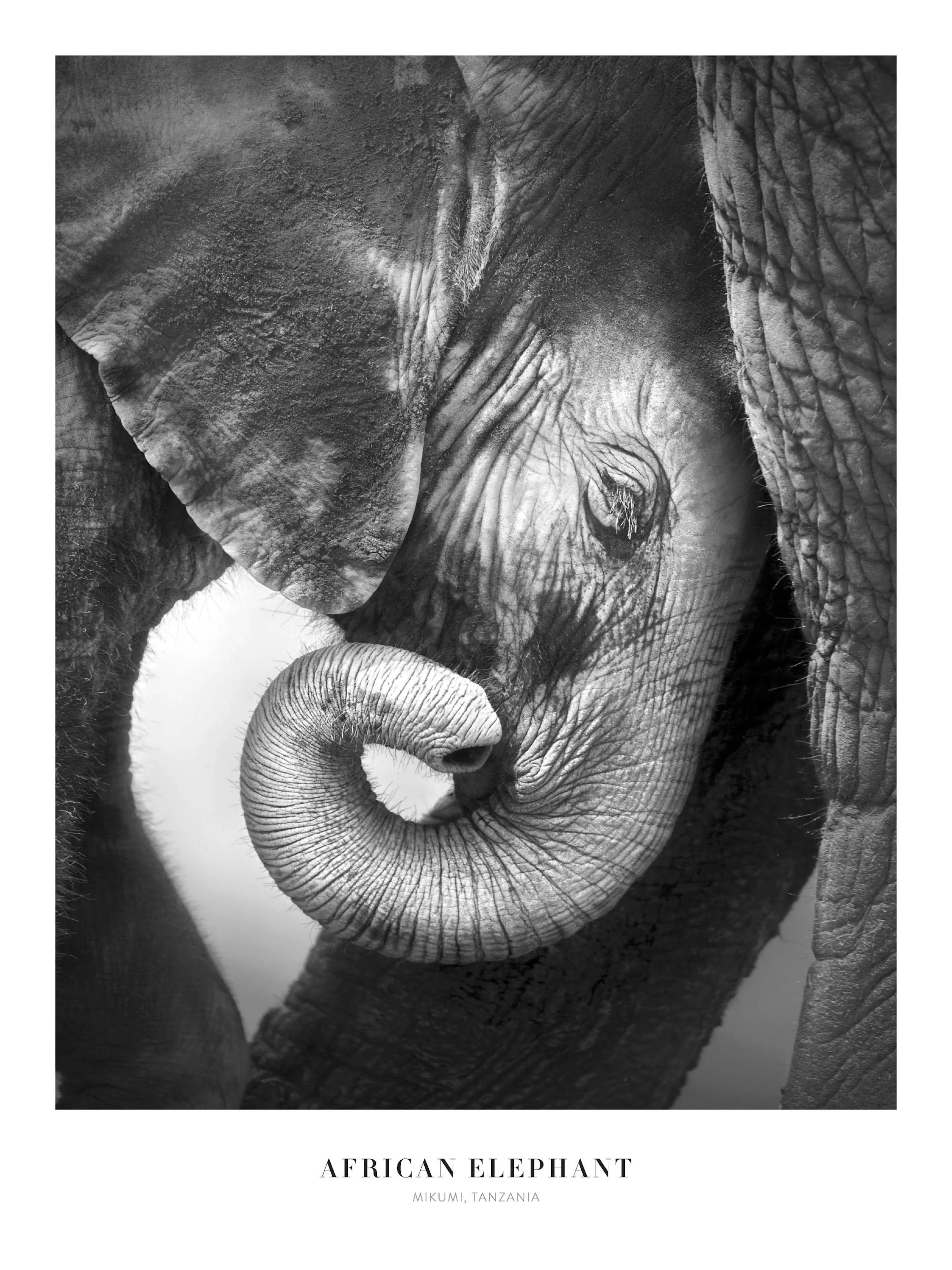 Mustavalkoinen juliste, jossa on lähikuva elefantin päästä, sen silmästä ja kierteisestä kärsästä.