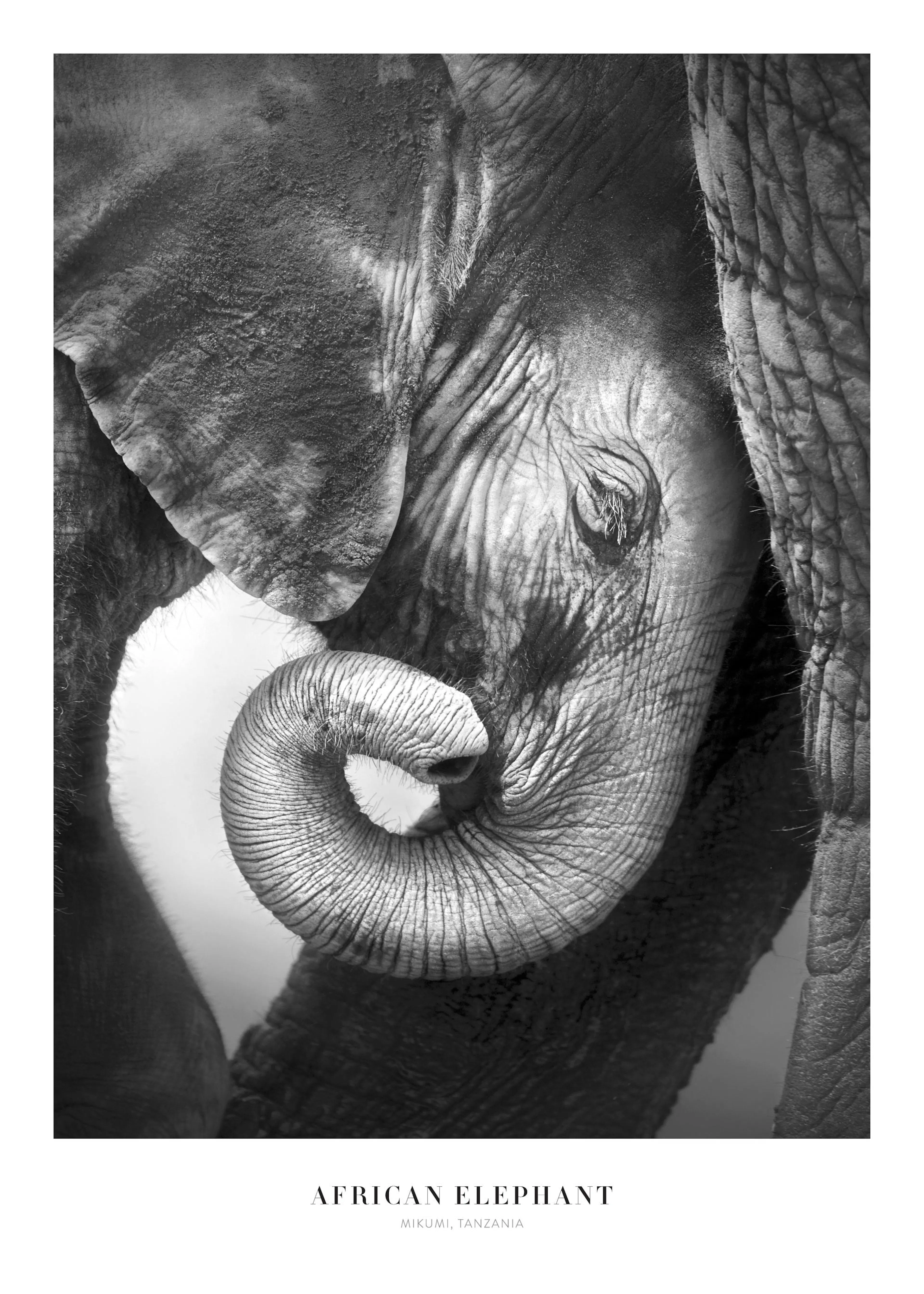 A black and white poster of a baby elephants face, with its trunk curled and ear visible, nestled against an adult elephant.
