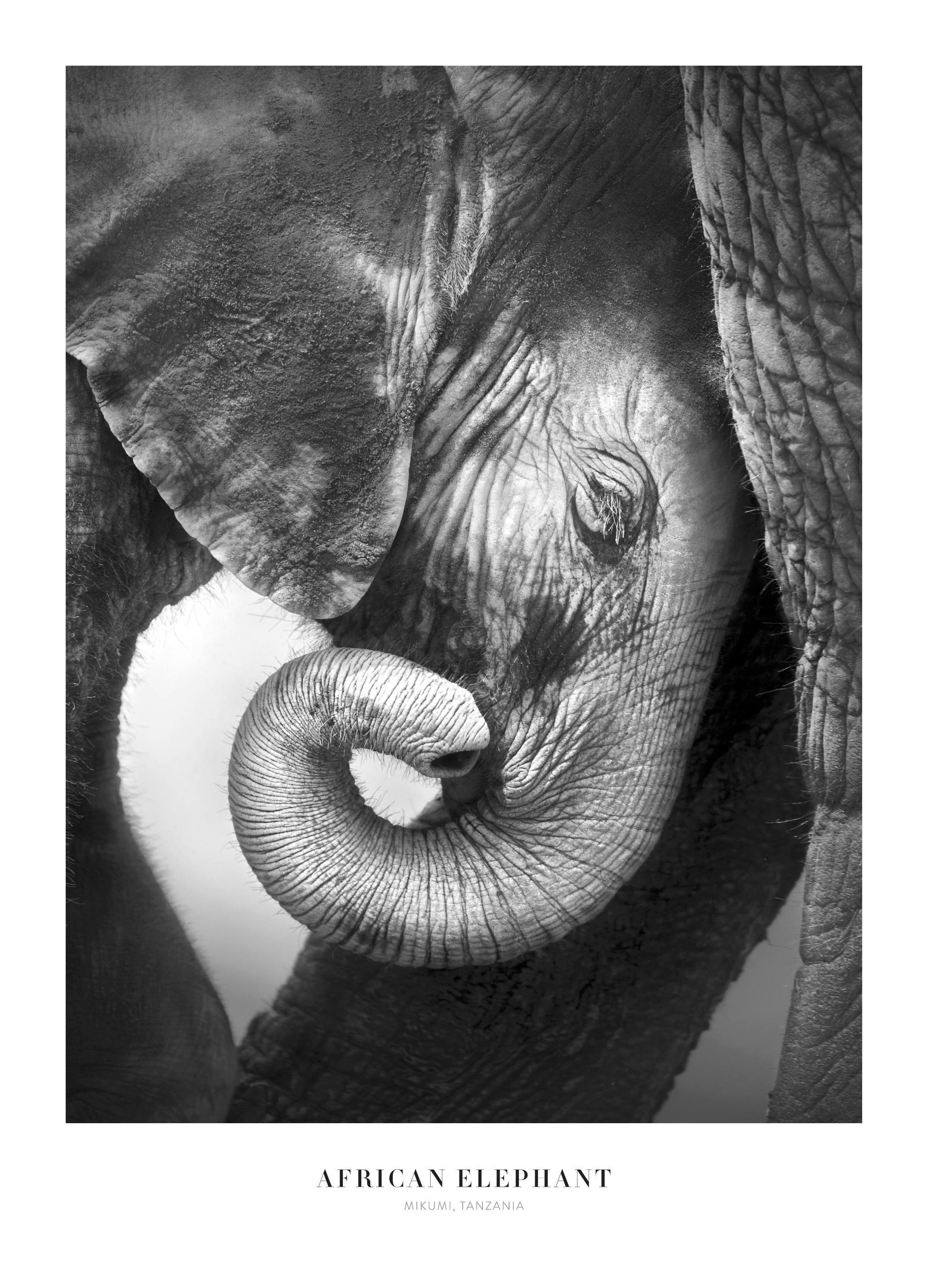 African Elephant Plakat (30x40 cm) - Poster Store
