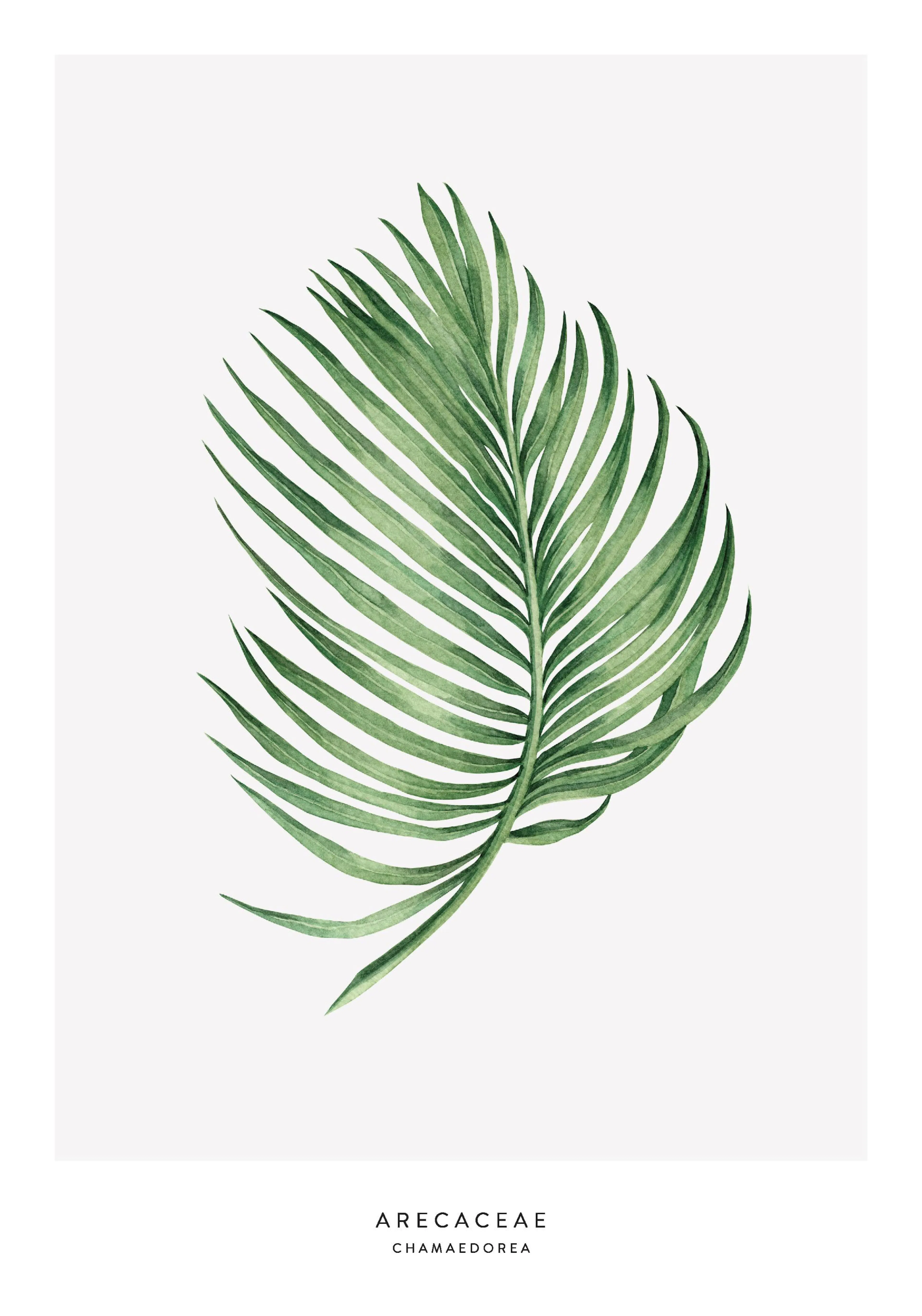 Poster con illustrazione botanica di una foglia di palma verde su sfondo bianco, con testo ARECACEAE CHAMADOREA in basso.