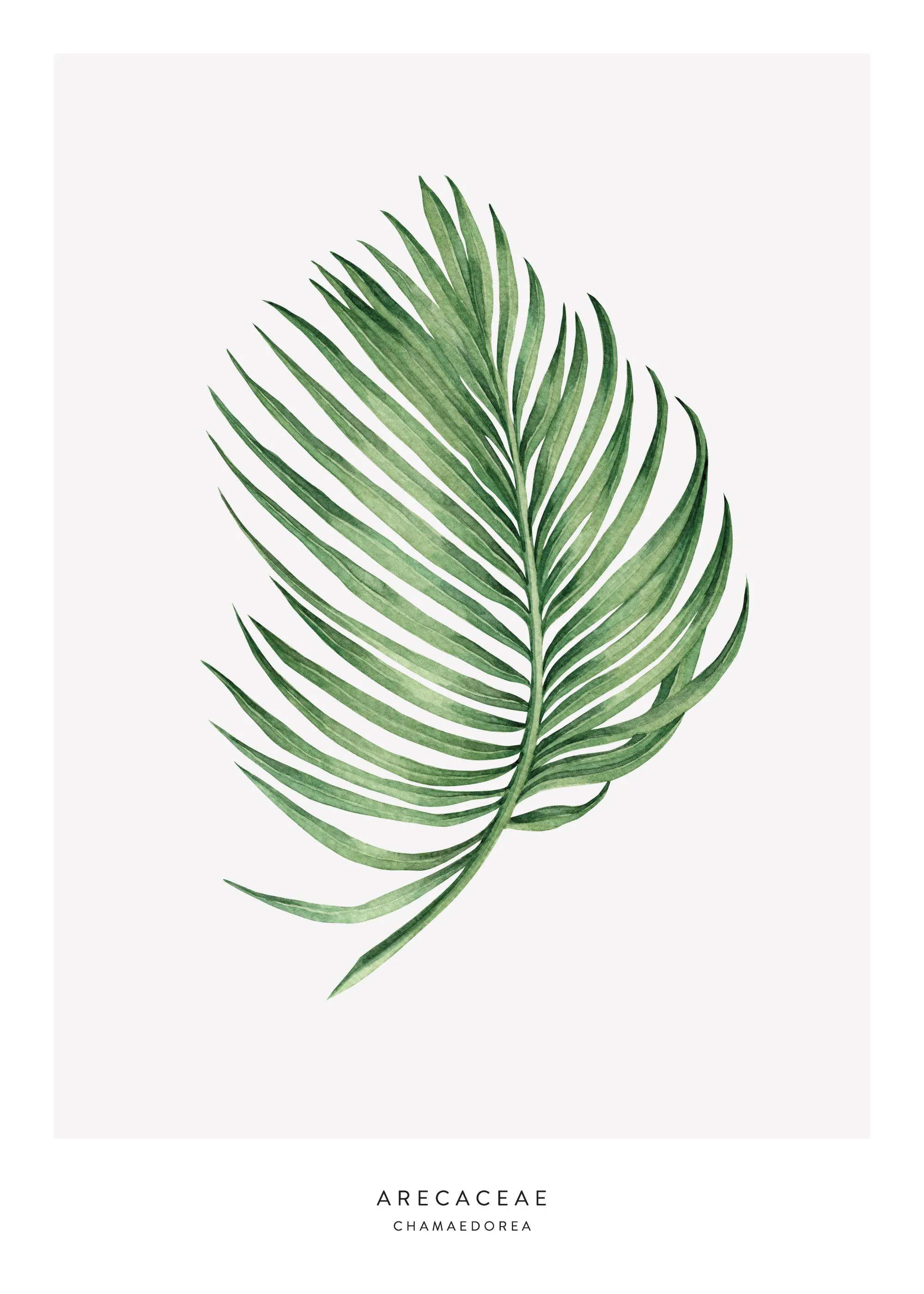 Poster con illustrazione botanica di una foglia di palma verde su sfondo bianco, con testo ARECACEAE CHAMADOREA in basso.