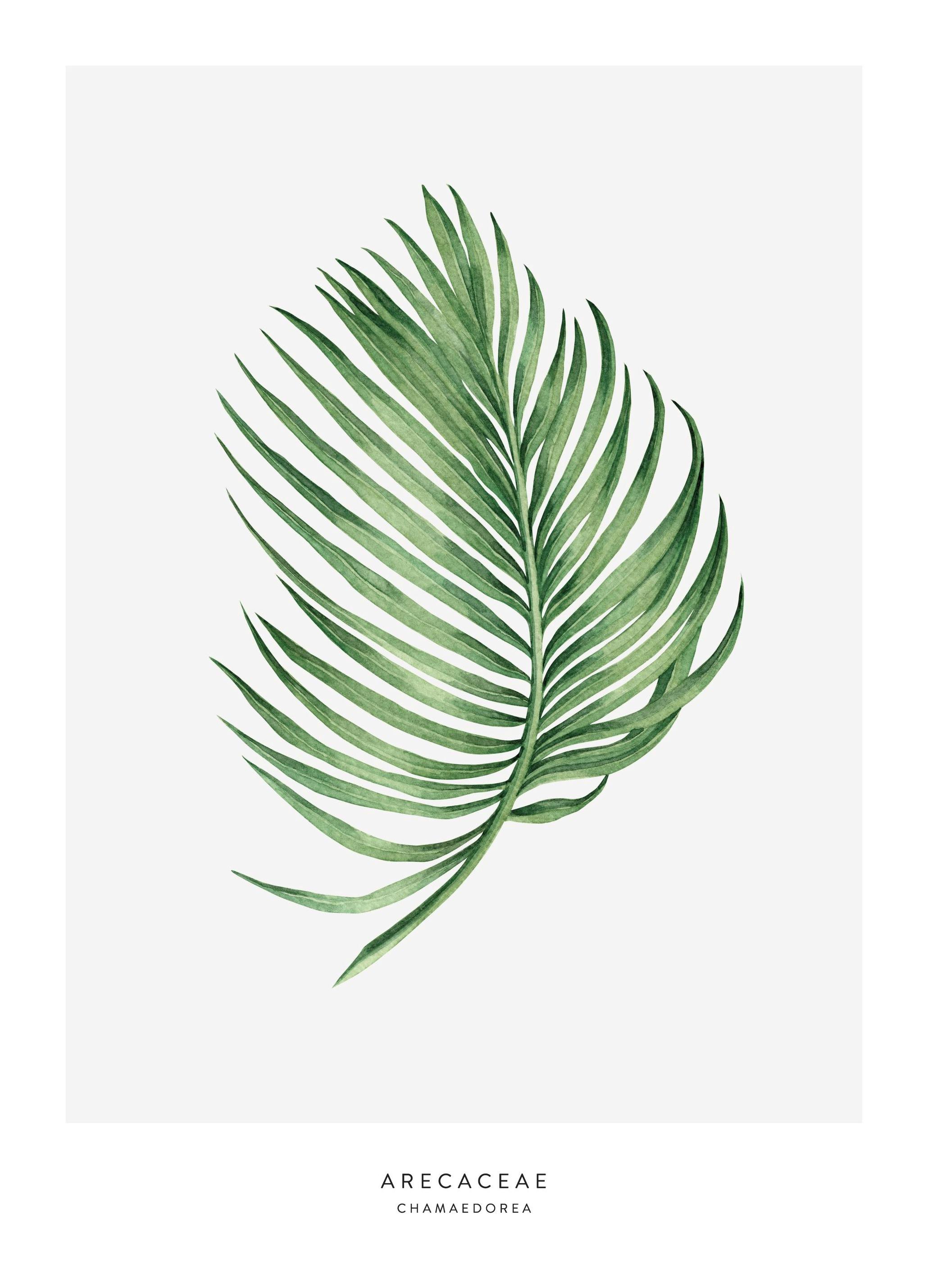 Prints Arecaceae Leaf Poster (21x30 cm) - Poster Store