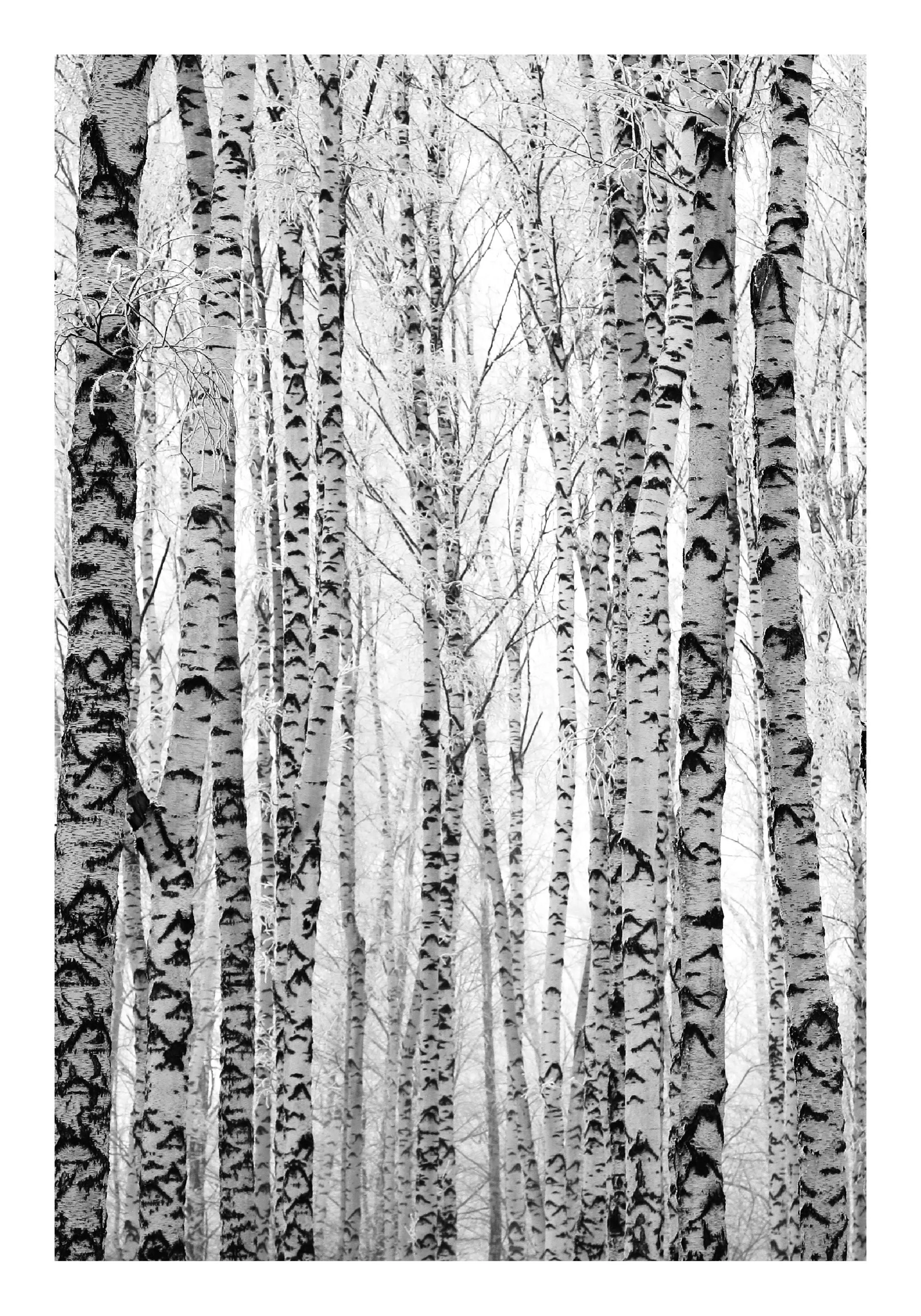 A poster of a black and white birch forest with snow-covered branches.