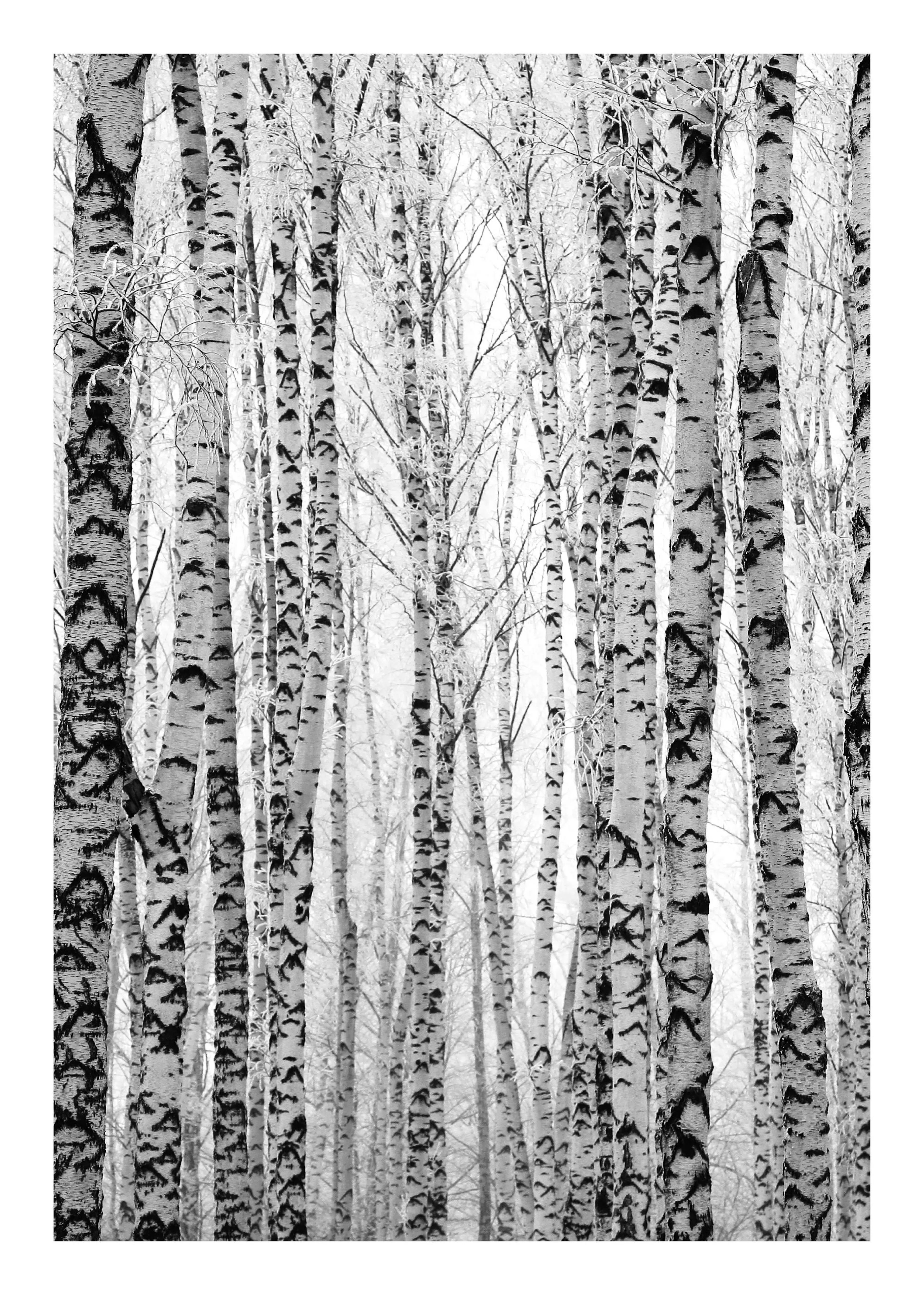 Mustavalkoinen koivumetsä juliste, jossa on pystysuoria koivunrunkoja ja ohuita oksia peitettynä pakkasella.