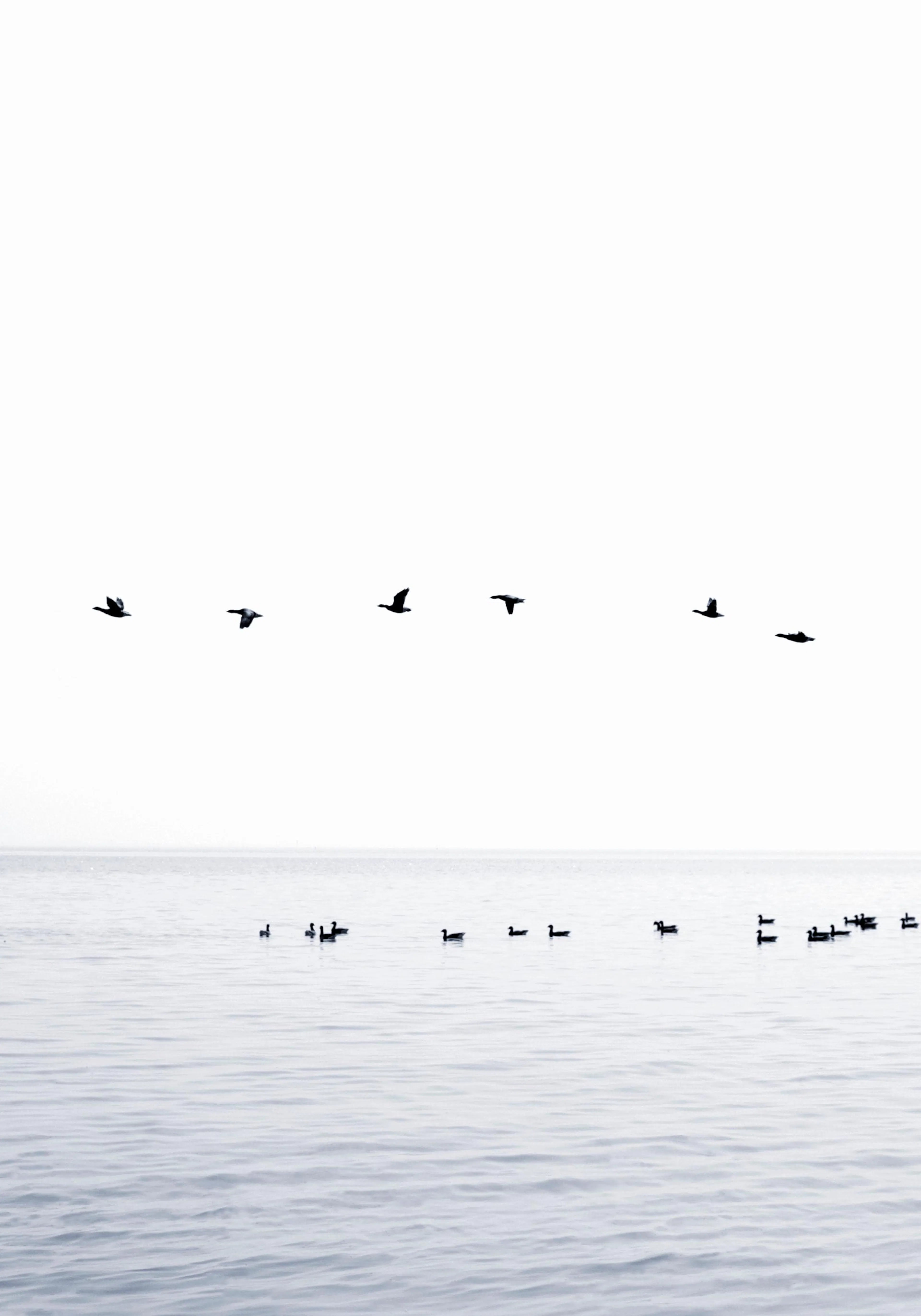 Póster de aves en silueta volando sobre un lago con otras aves nadando en calma.