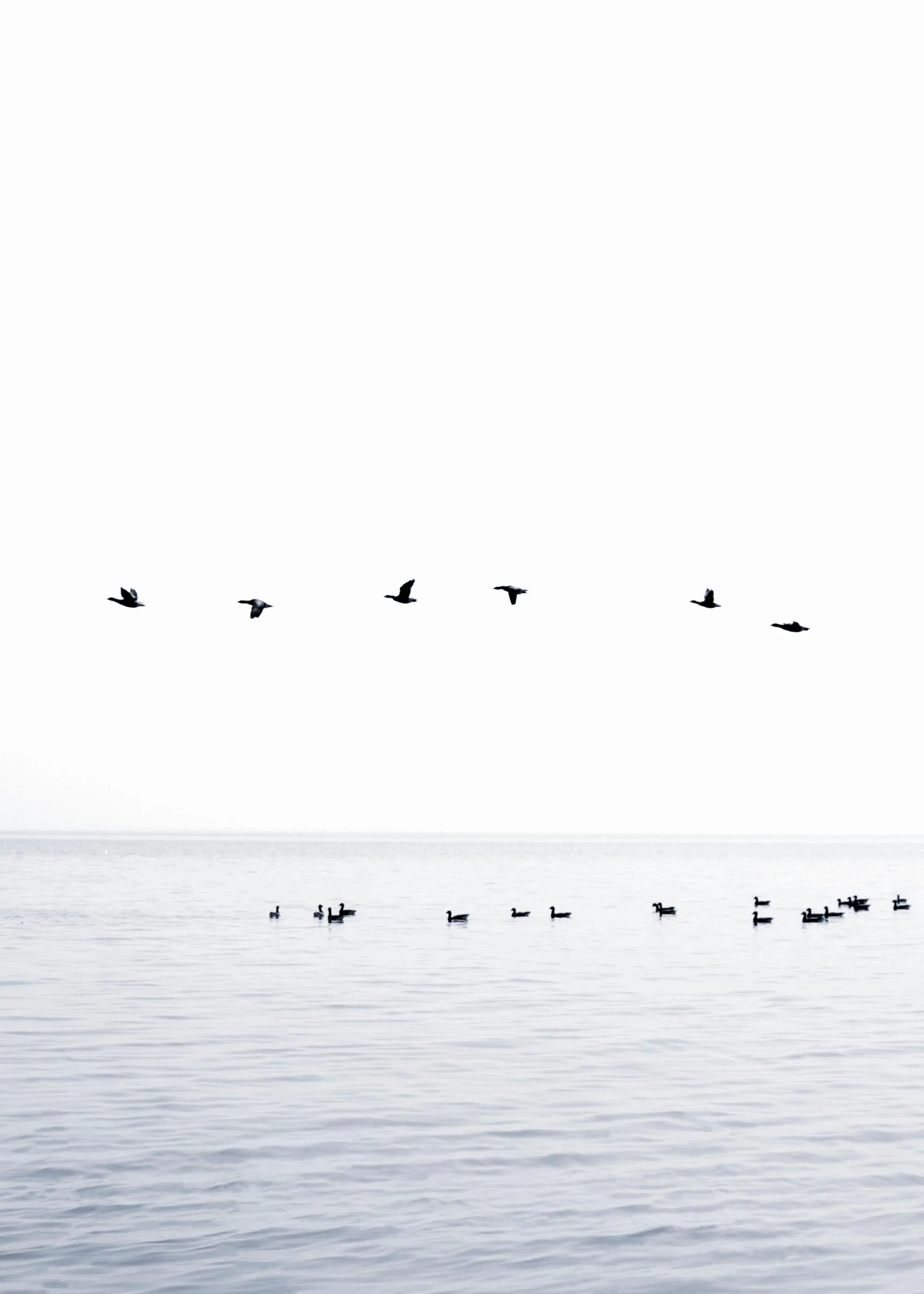 Póster de aves en silueta volando sobre un lago con otras aves nadando en calma.