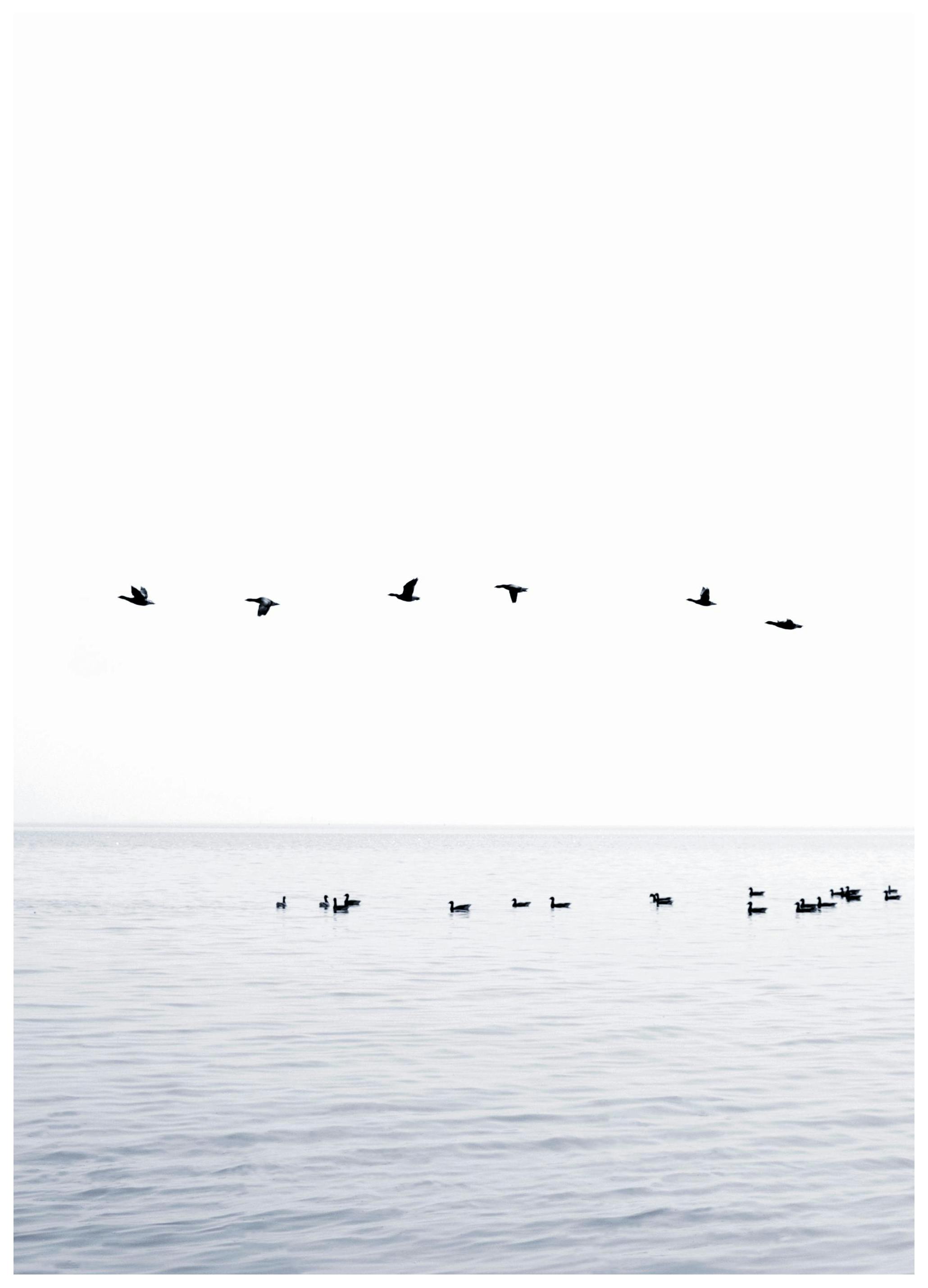 Ocean Birds. Poster - Poster Store