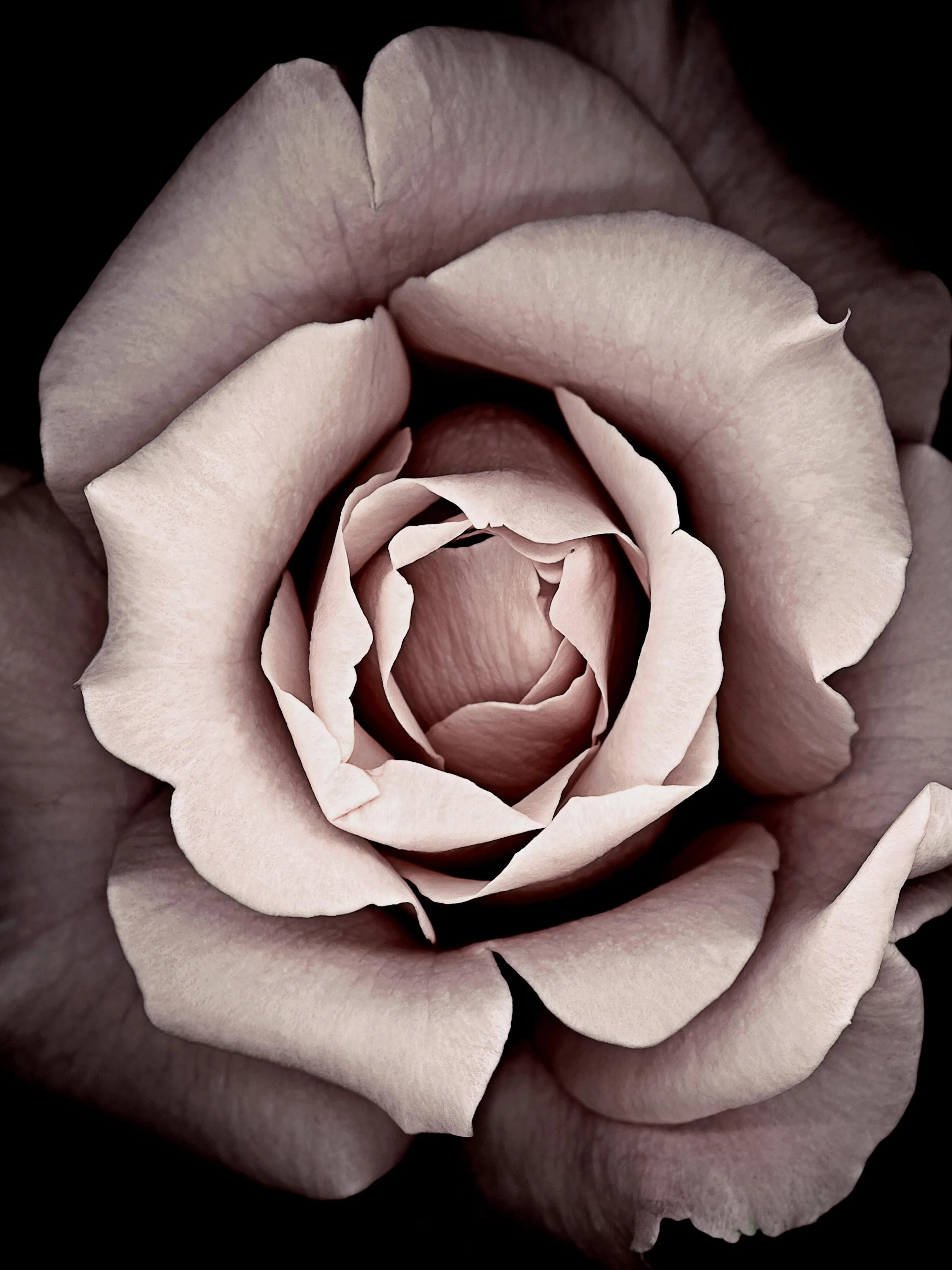 Póster de una rosa color malva en primer plano, mostrando sus pétalos ondulados con un fondo oscuro.