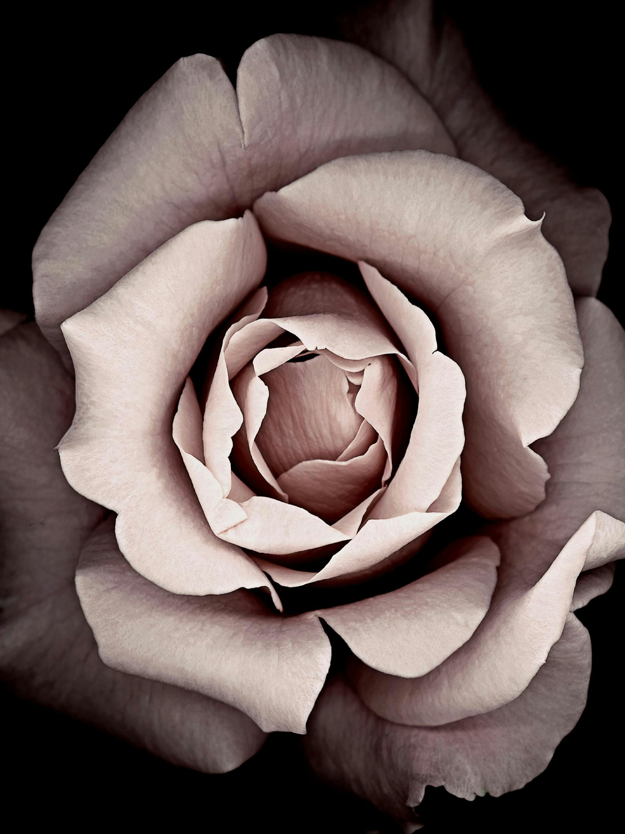 黒い背景に淡いピンク色のバラの花弁が重なり合ったクローズアップ ポスター。