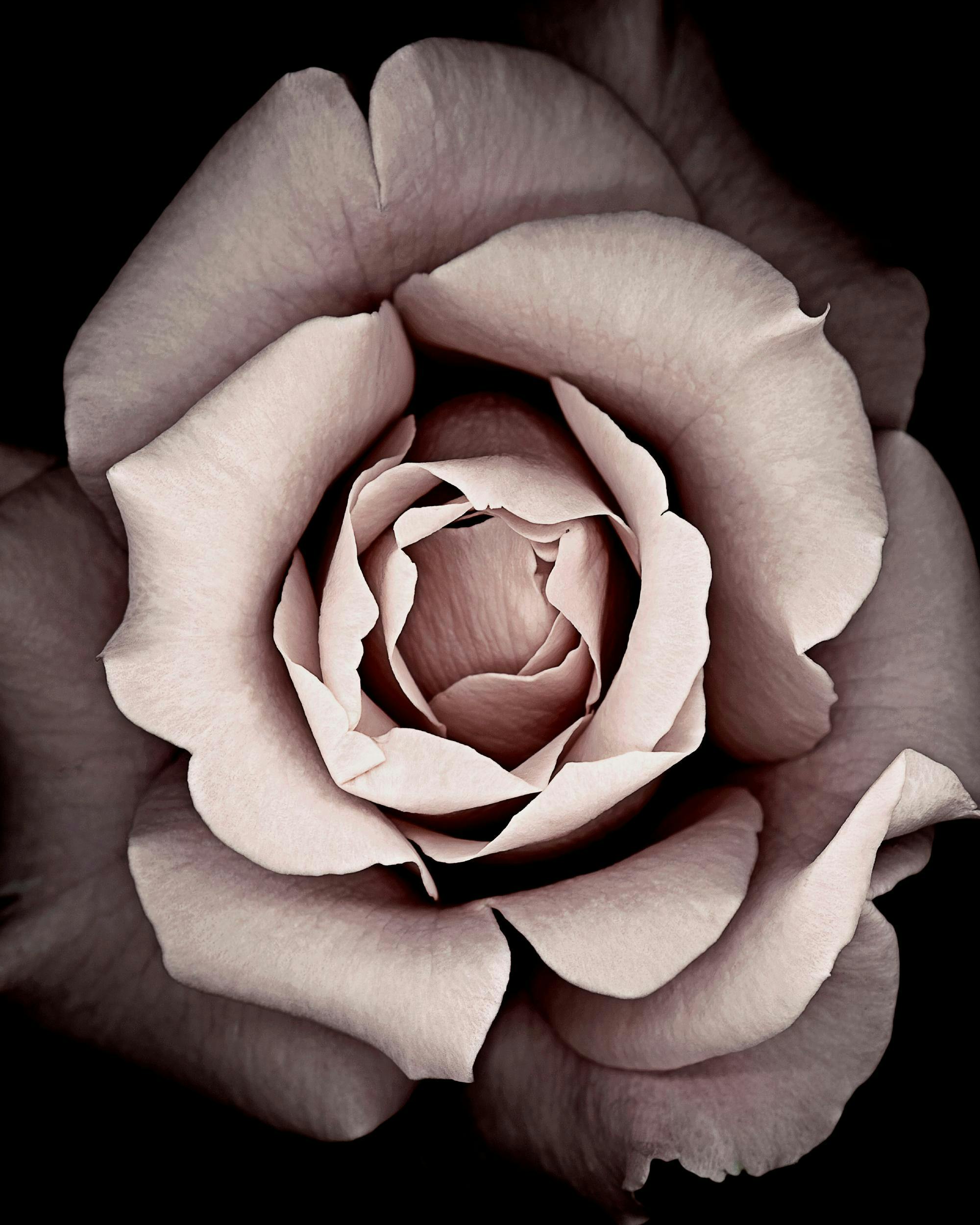 Plakat przedstawiający z bliska realistyczną różę w odcieniach pudrowego różu i beżu na czarnym tle.