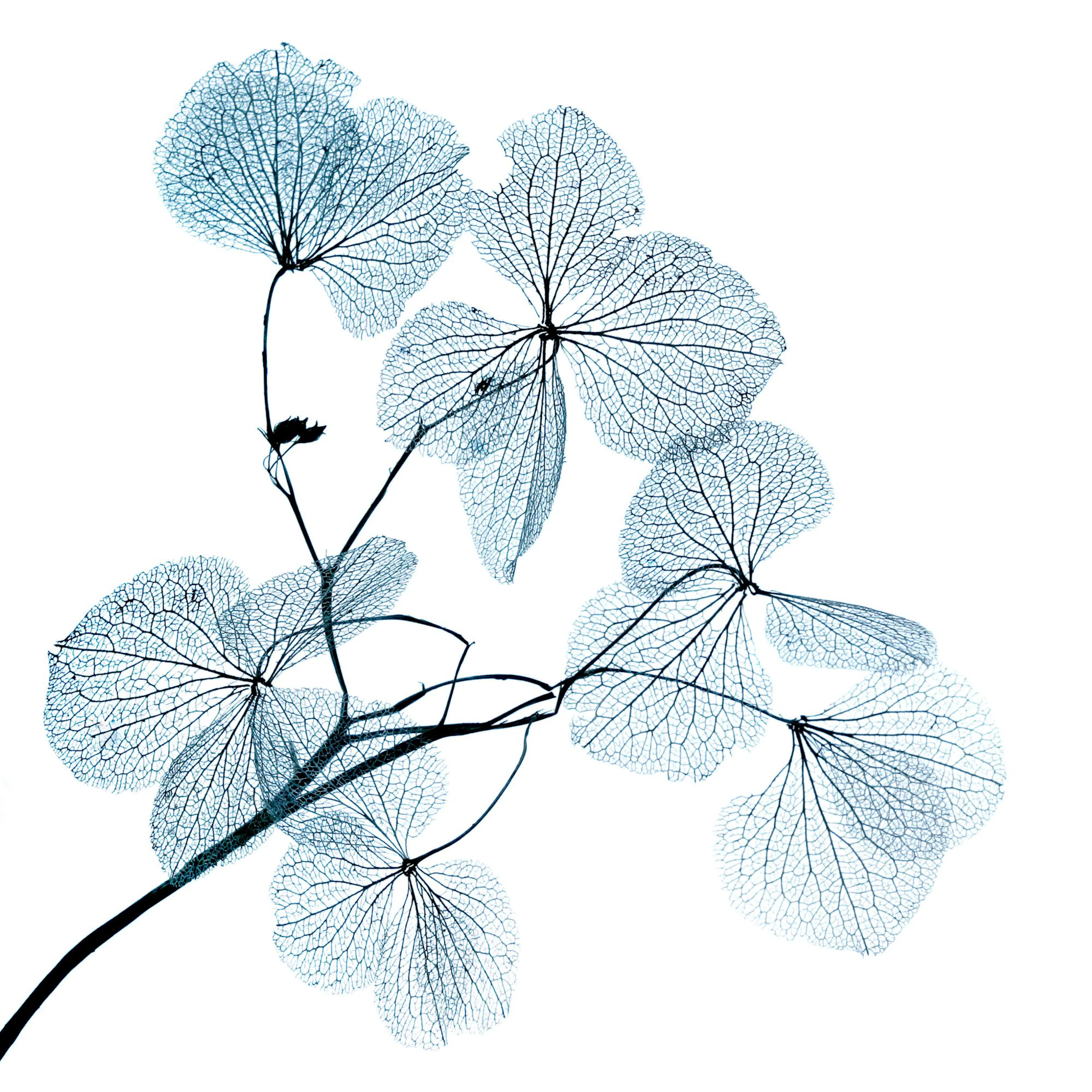 A poster featuring delicate, translucent blue skeletal leaves with intricate vein patterns on a white background.