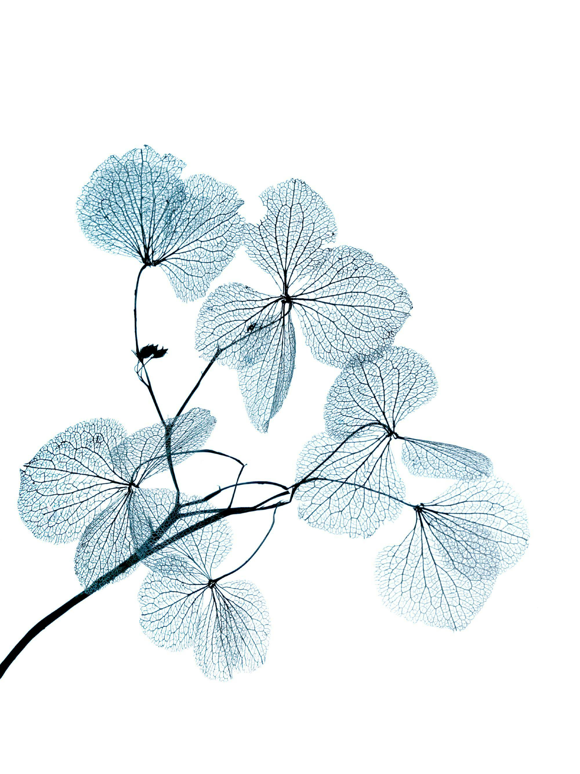 Poster mit filigranen, blauen Skelettblättern an einem dunklen Stiel, die sich von einem weißen Hintergrund abheben.