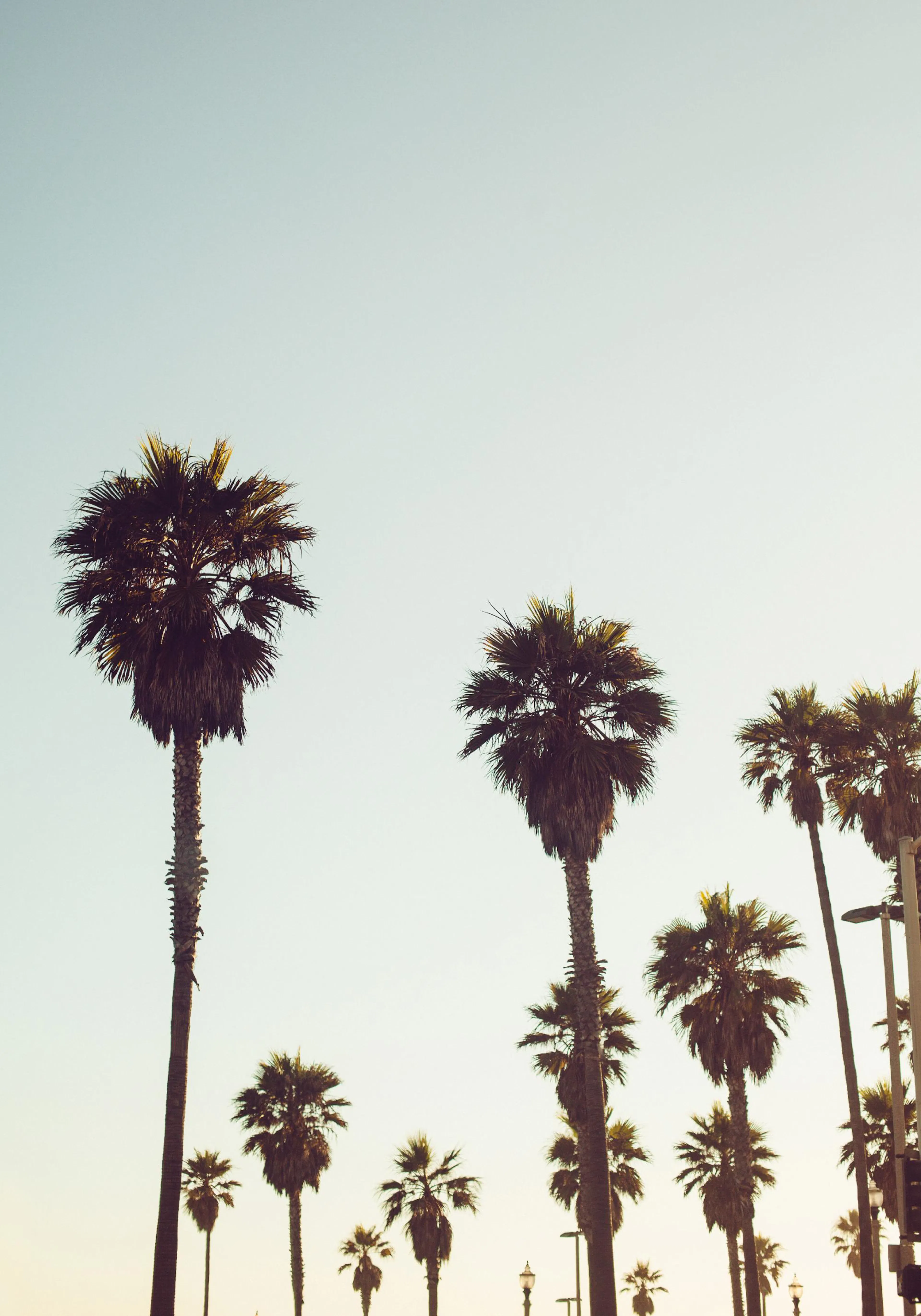 Un póster de palmeras altas con hojas verdes oscuras y troncos texturizados contra un cielo claro.
