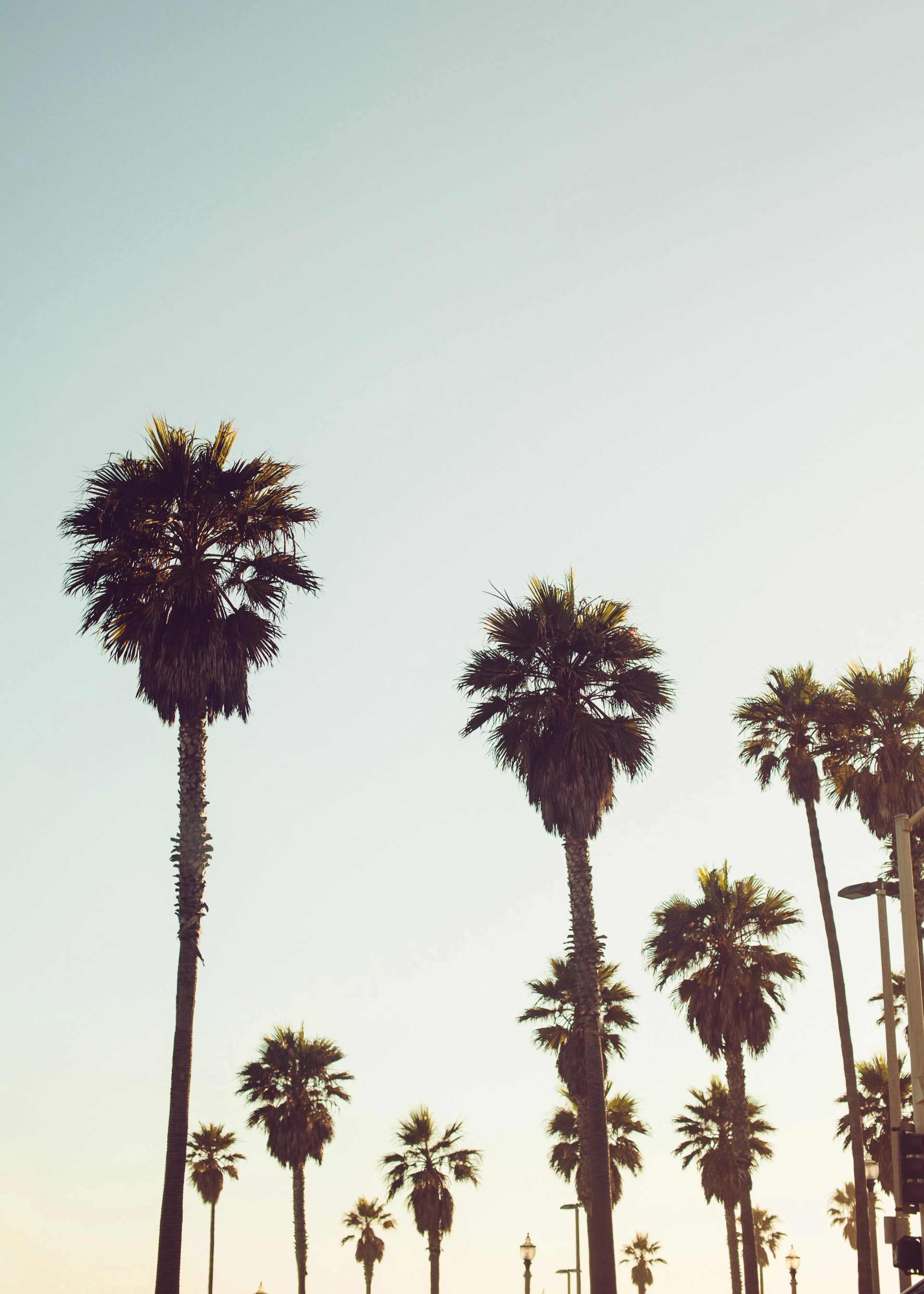 Un póster de palmeras altas con hojas verdes oscuras y troncos texturizados contra un cielo claro.