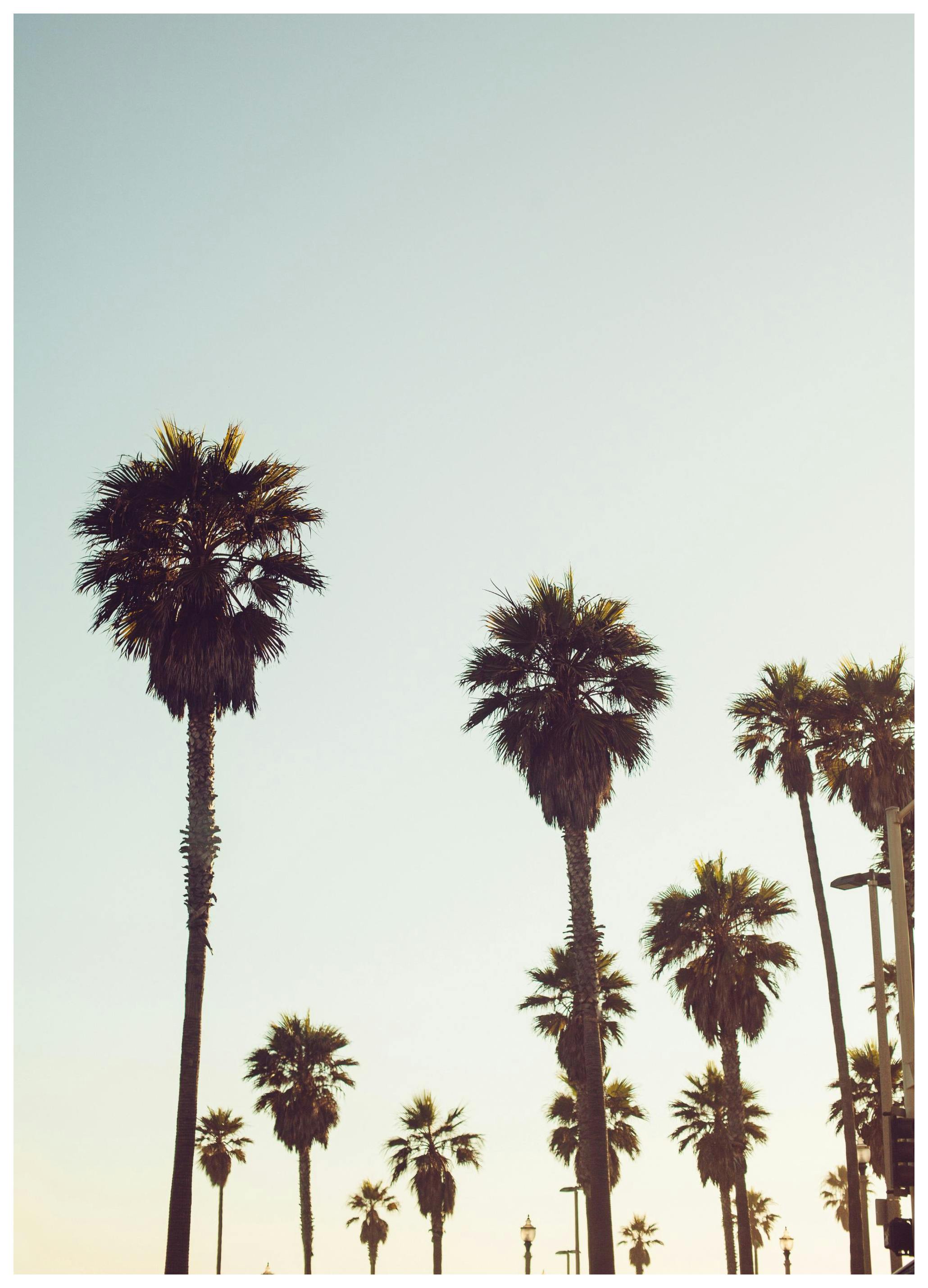 California Palms Poster (21x30 cm) - Poster Store