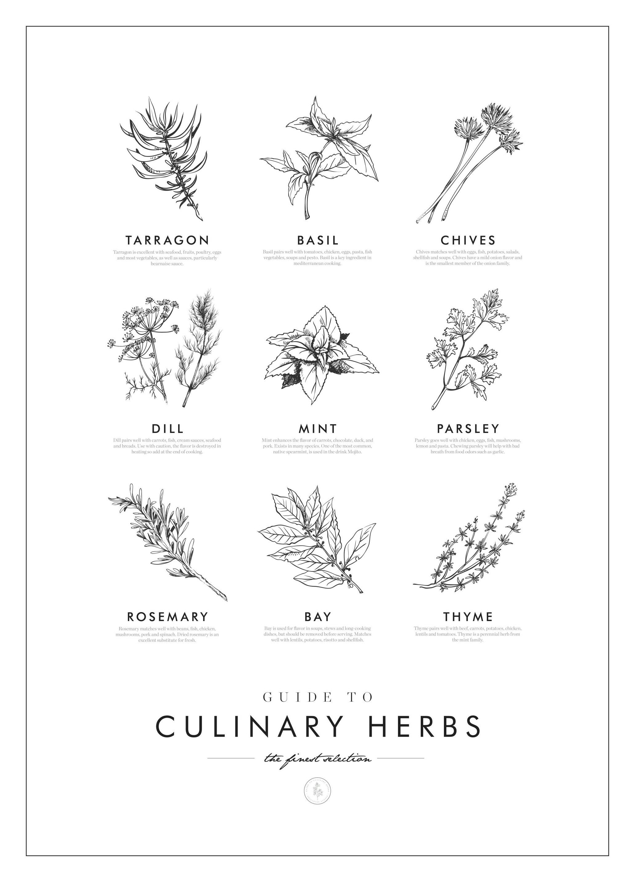 Culinary Herbs Poster (30x40 cm) - Poster Store