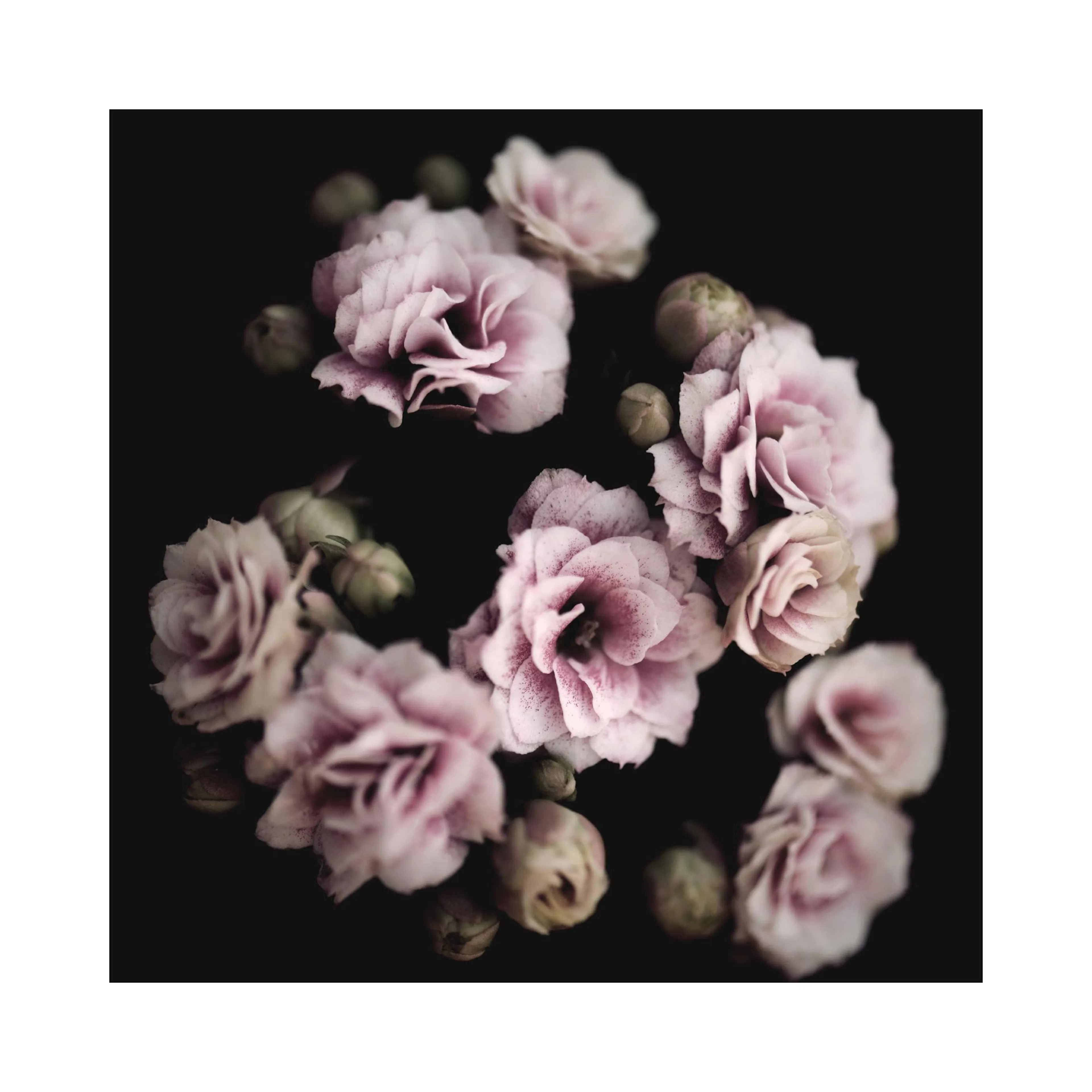 A poster featuring delicate light pink flowers and buds against a dark, moody background.