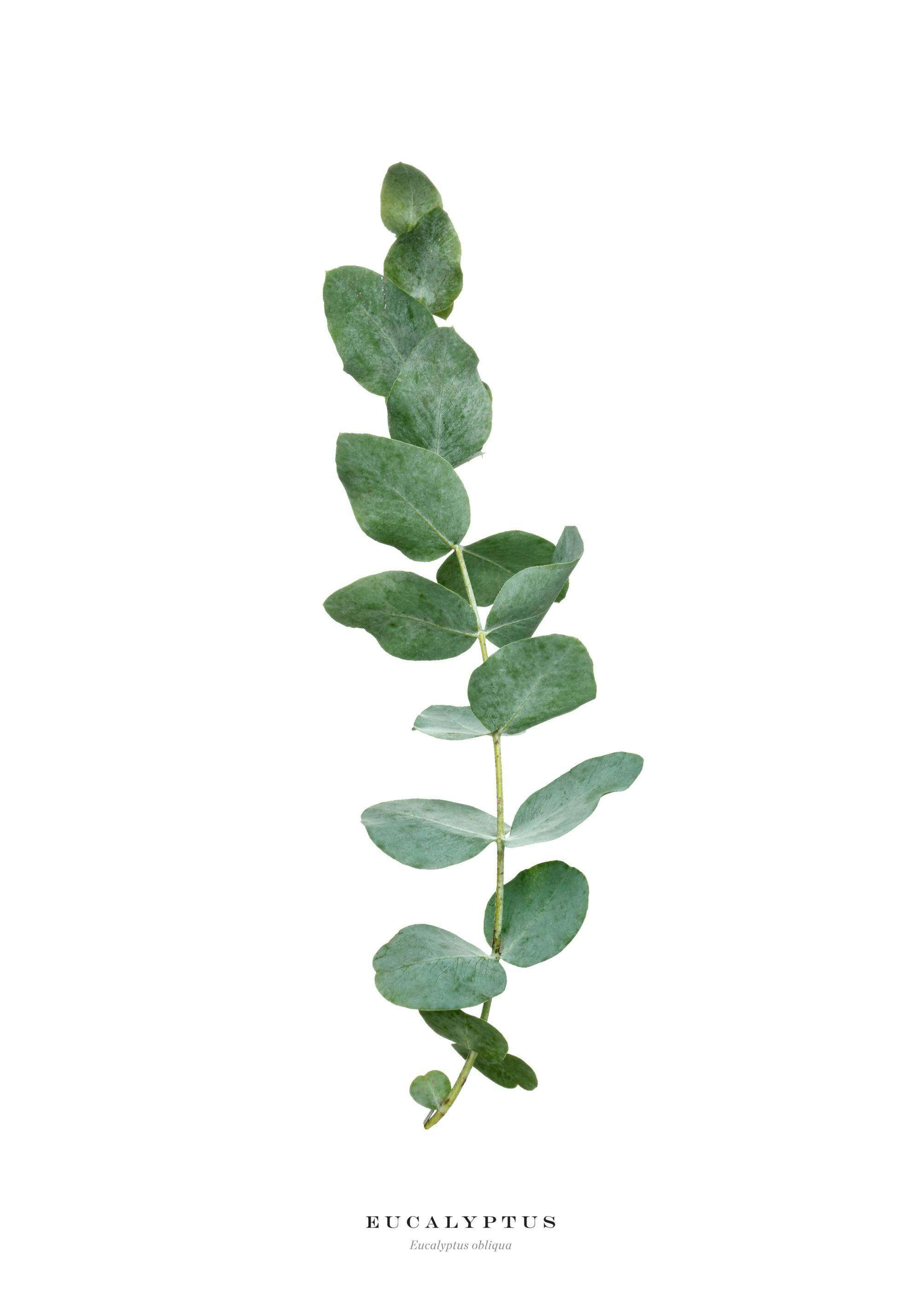 A minimalist poster featuring a single eucalyptus branch with green-blue leaves on a white background.