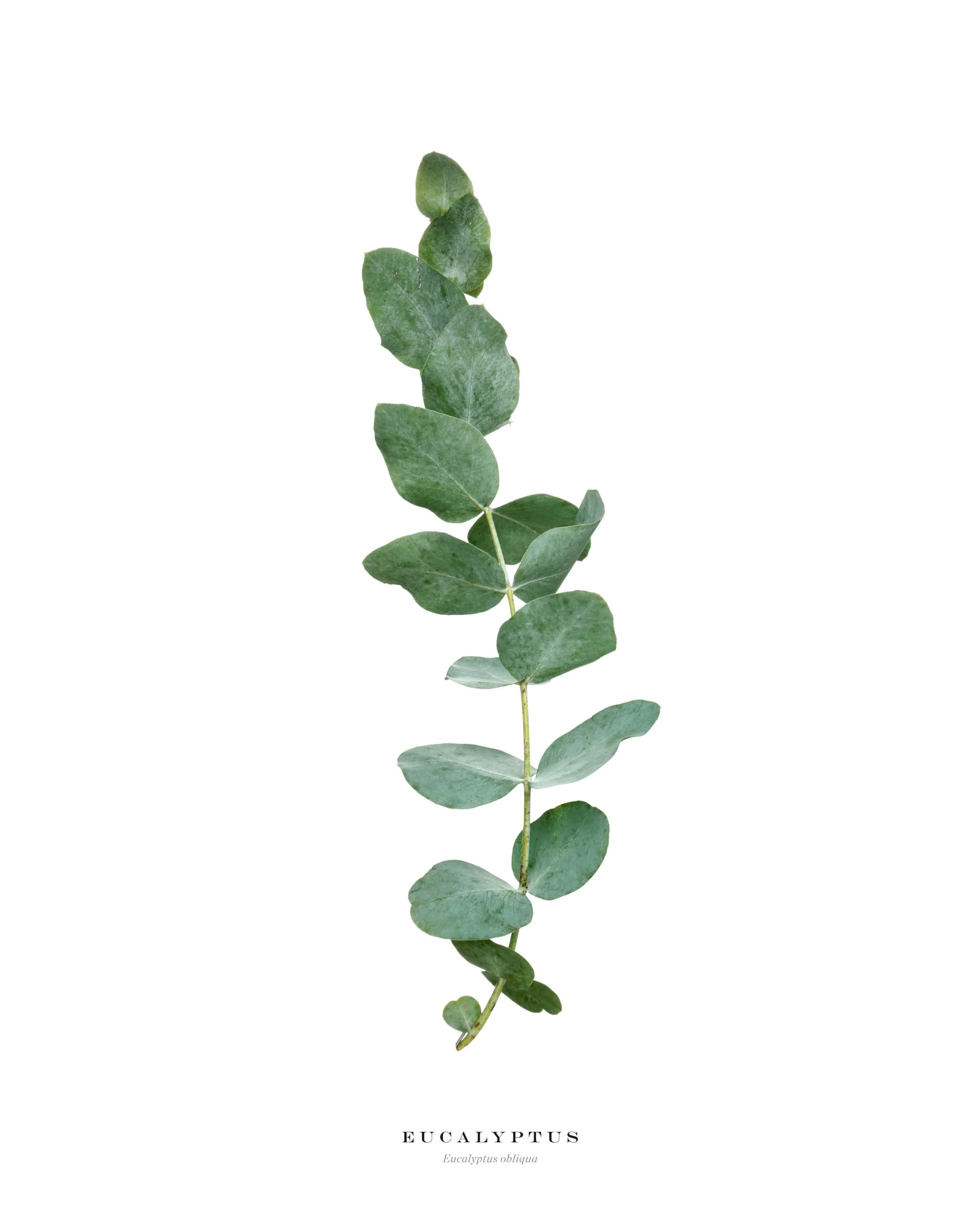 Poster dune branche deucalyptus avec des feuilles vert-de-gris sur fond blanc.