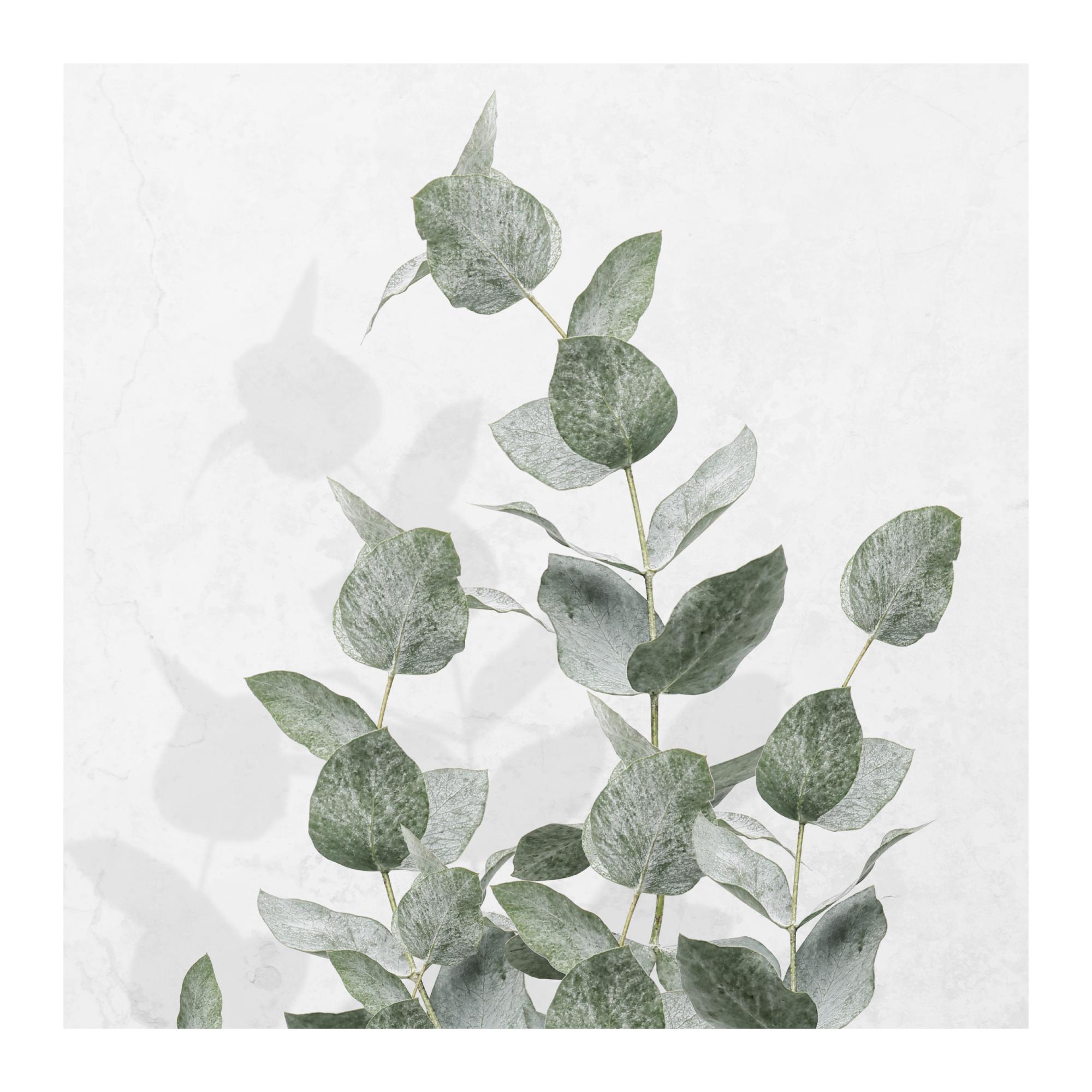 Poster Pianta di Eucalipto - Stampa Botanica Elegante