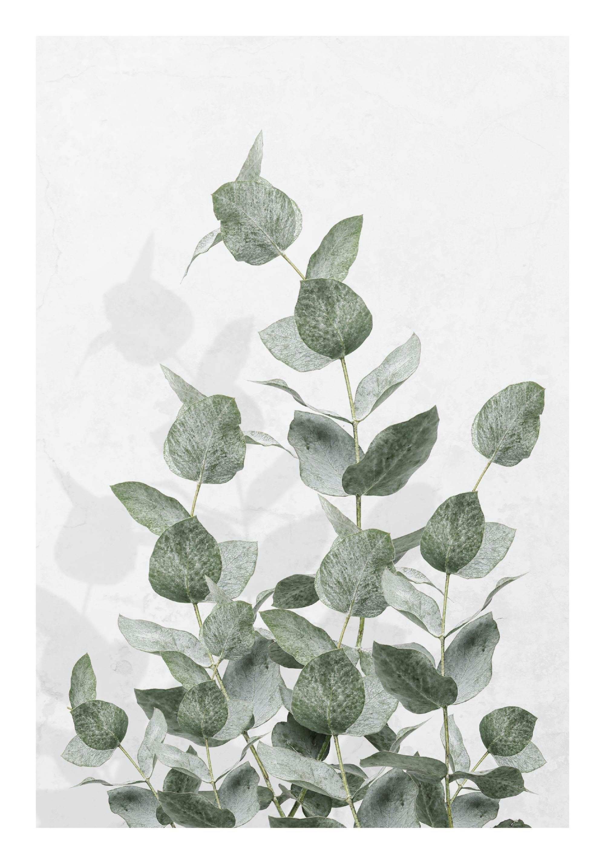 A poster featuring delicate eucalyptus branches with round, pale green leaves against a light background.