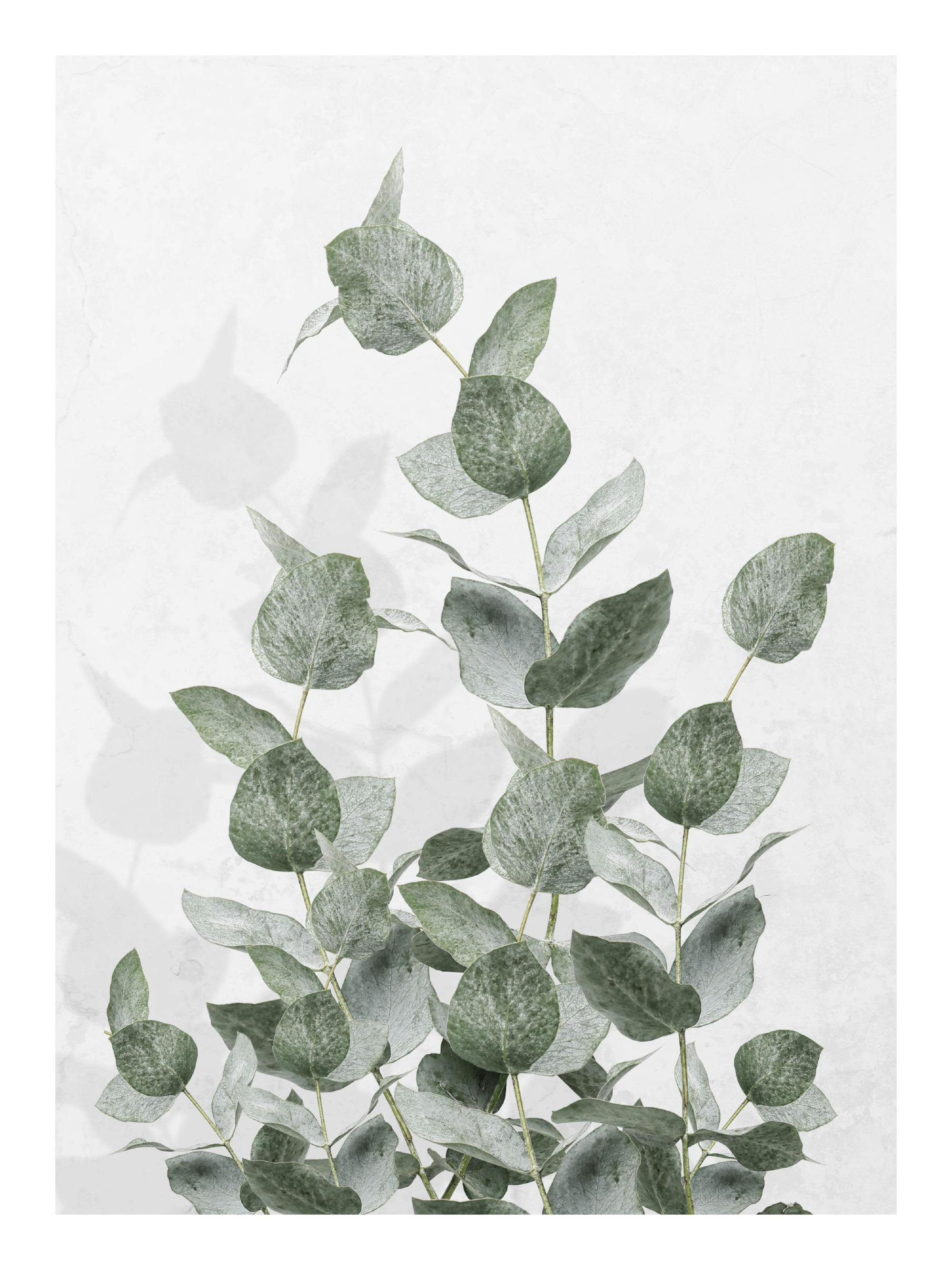 Un poster cu ramuri de eucalipt pe un fundal alb, cu frunze de culoare verde-gri deschis.