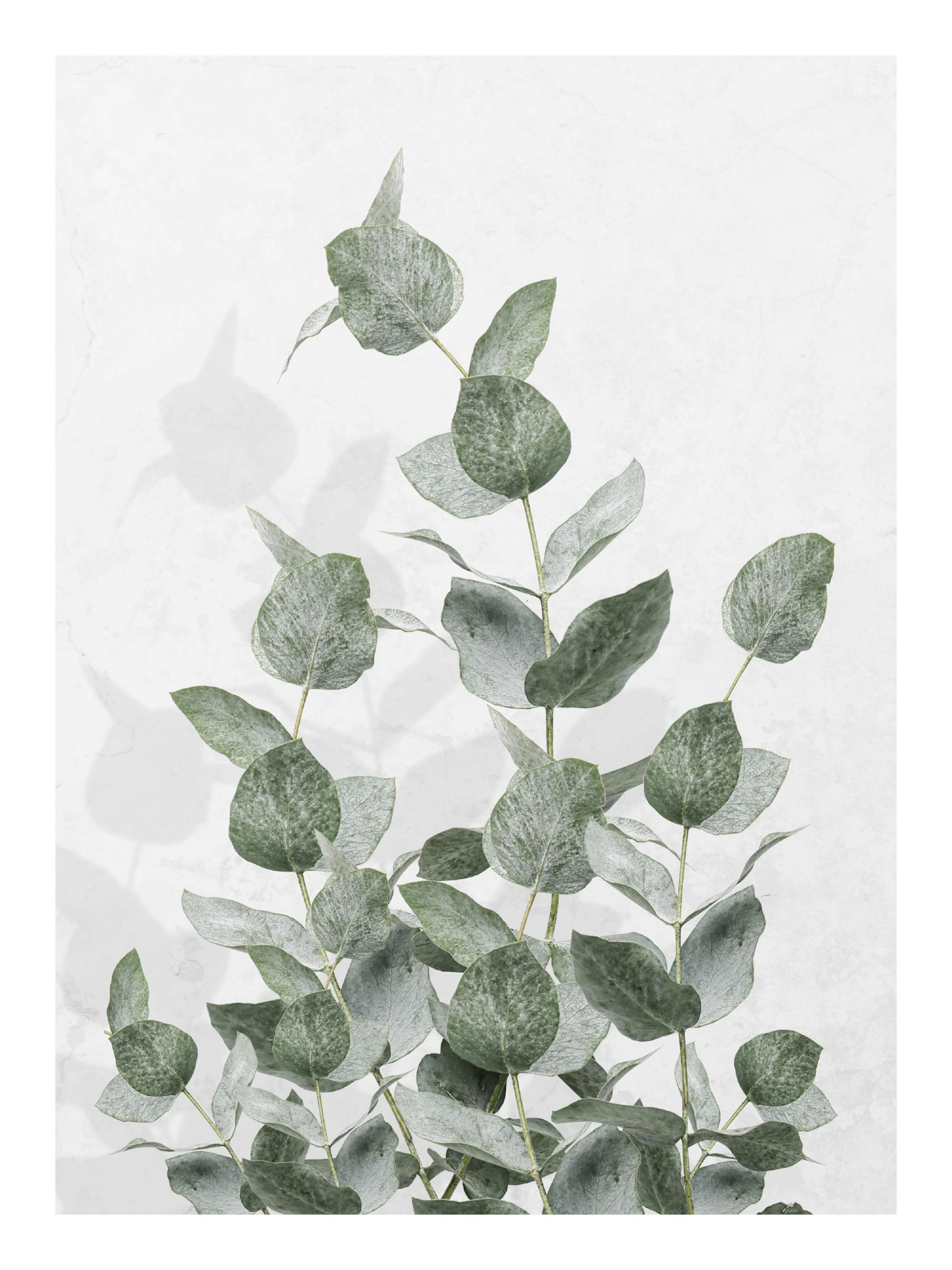 Eucalyptus Wall Poster 0