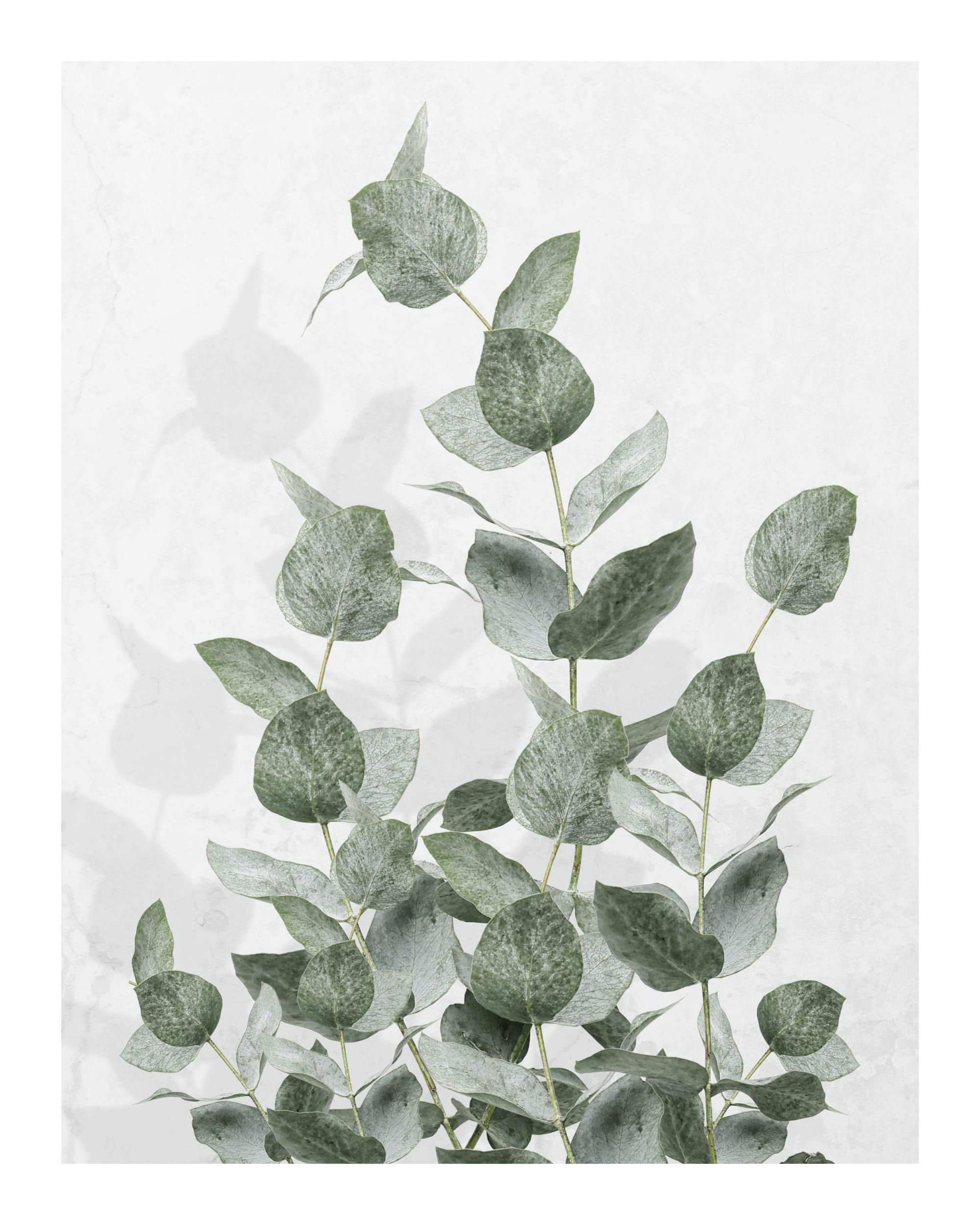 A poster featuring delicate eucalyptus branches with round, pale green leaves against a light background.