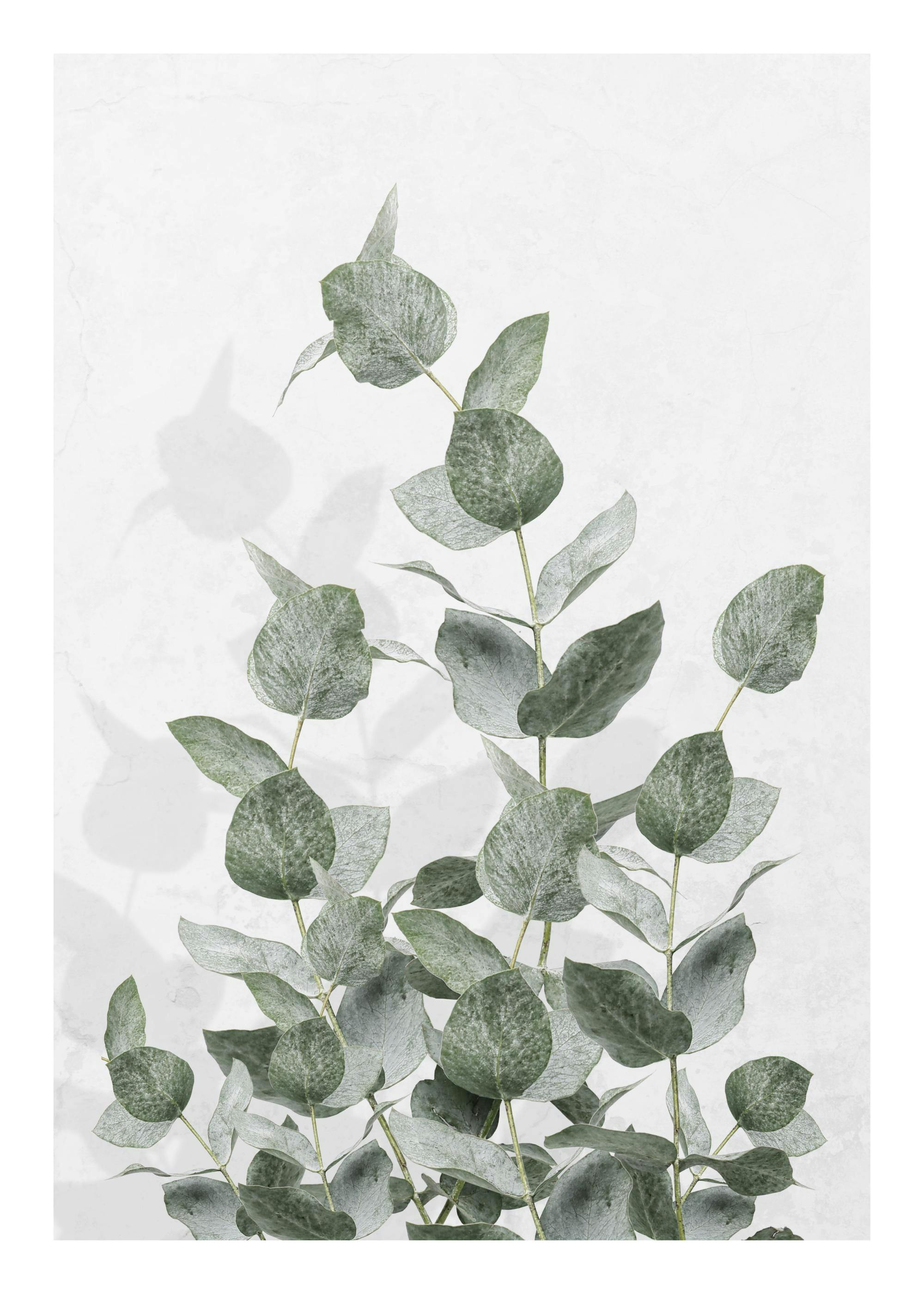 Poster deucalyptus aux feuilles vert-gris sur fond blanc texturé avec des ombres diffuses.