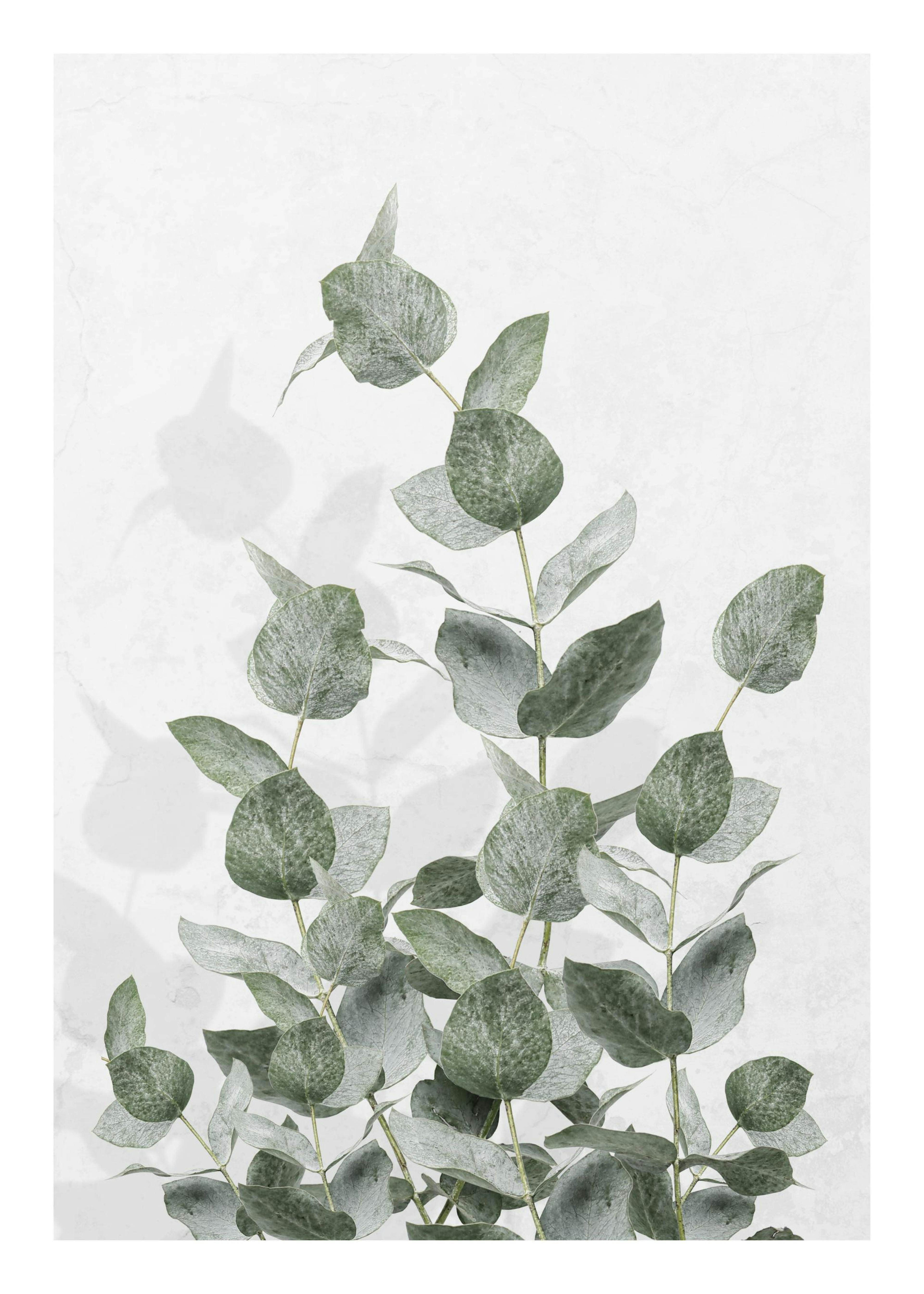 Eucalyptus Wall Poster 0