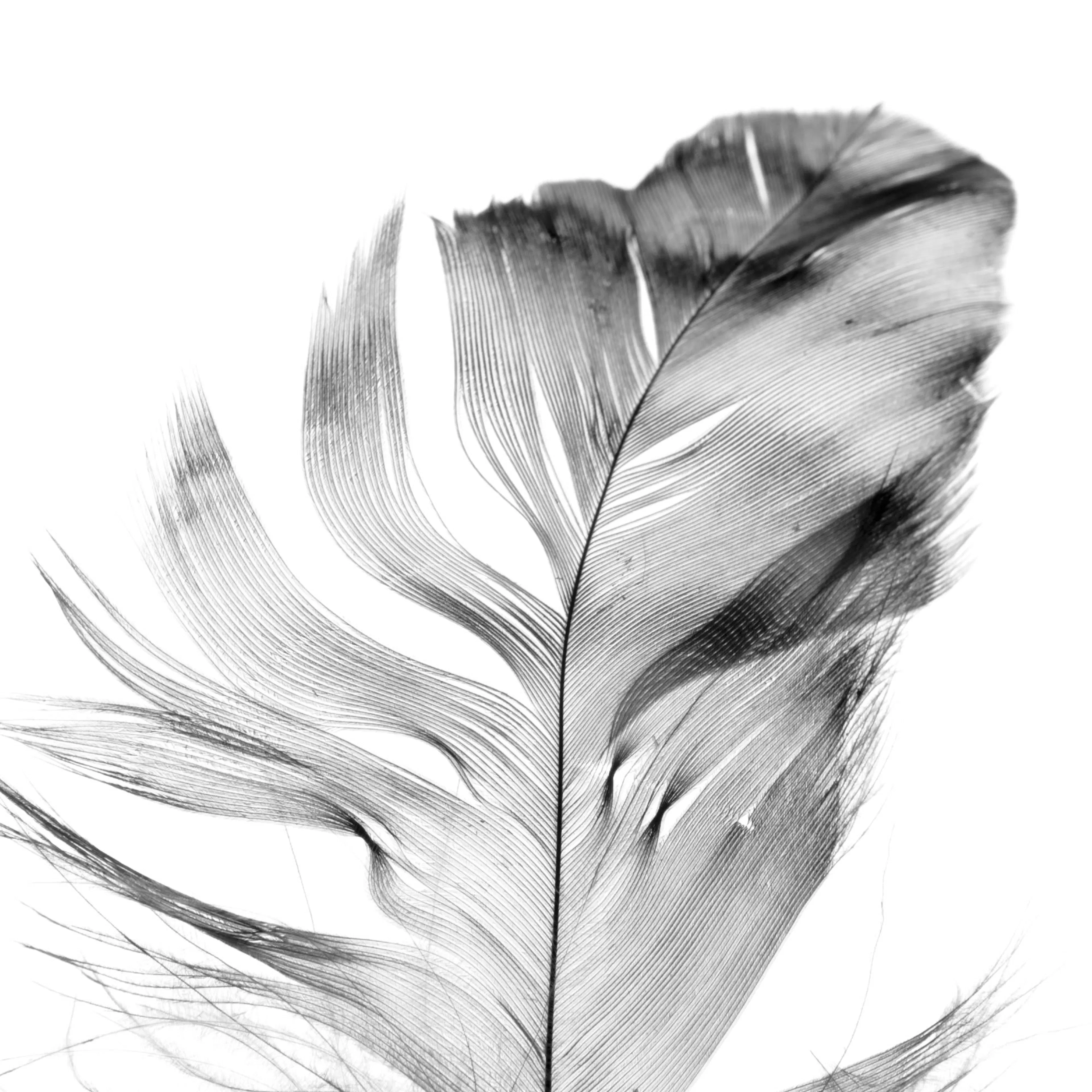 A poster featuring a black and white close-up of a feather, showcasing its delicate texture on a white background.