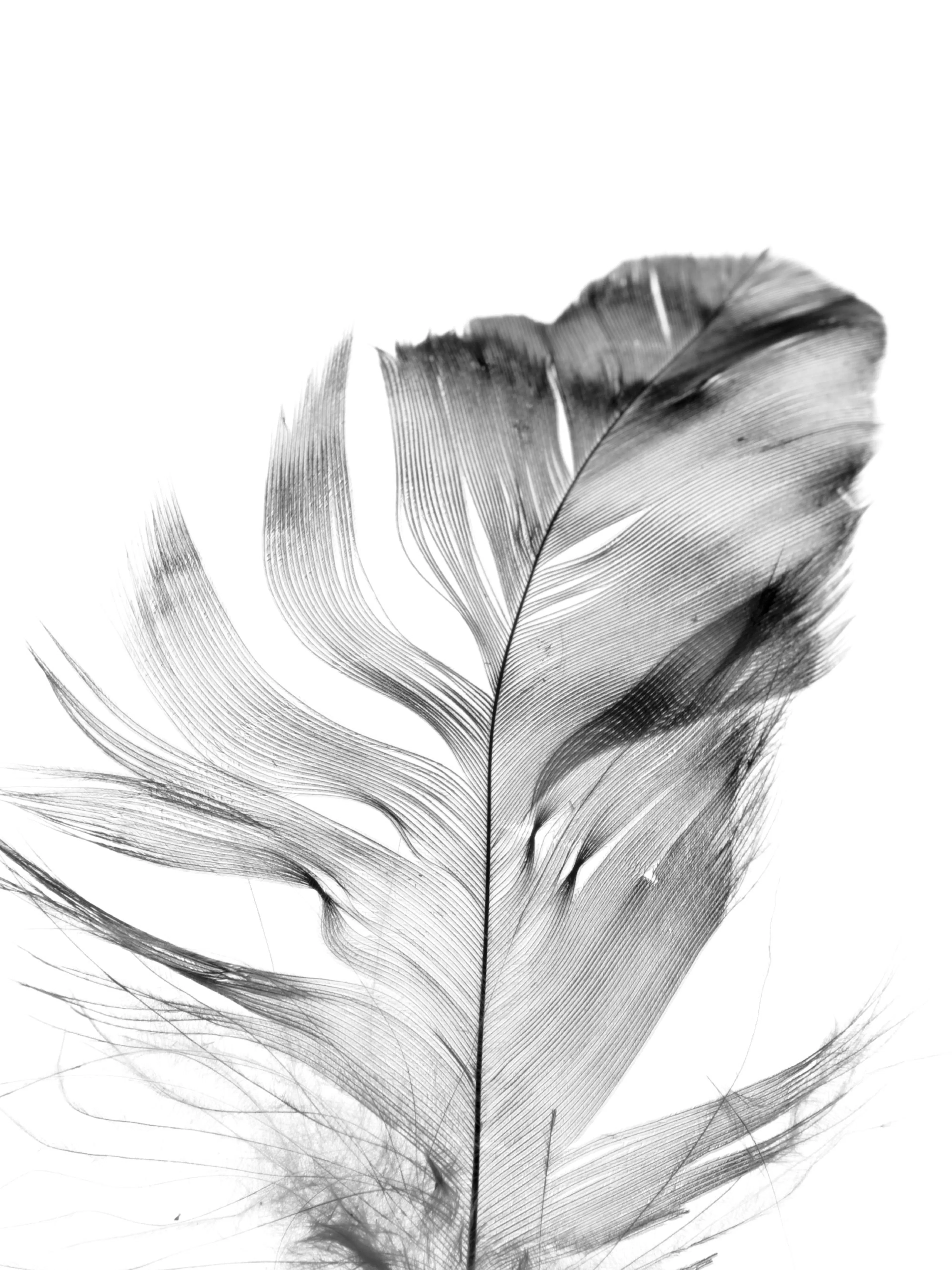 Póster de una pluma grande en blanco y negro, mostrando los delicados filamentos y texturas.