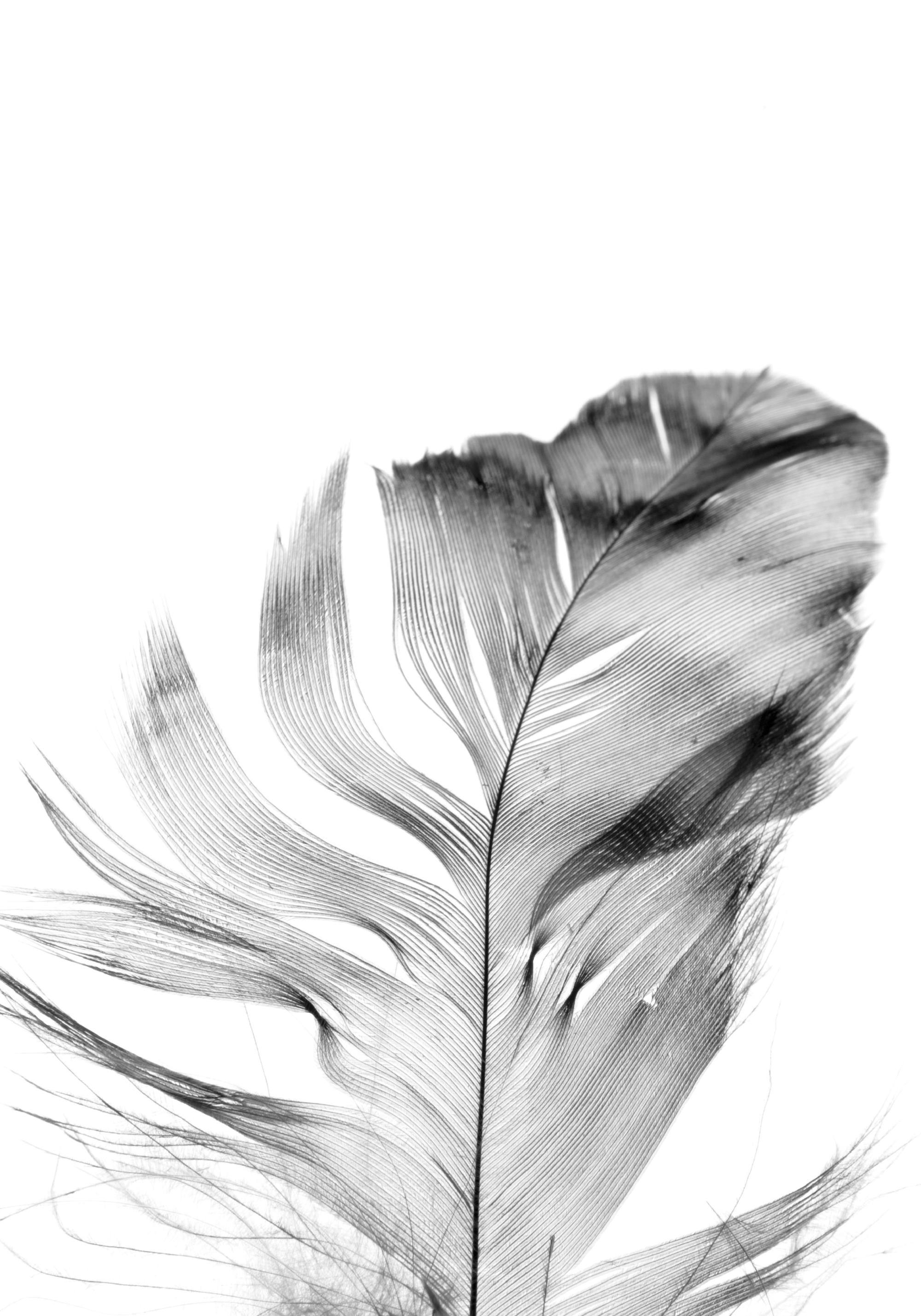 Poster cu o pană neagră pe un fundal alb, cu detalii fine ale penelor și nervurilor vizibile.