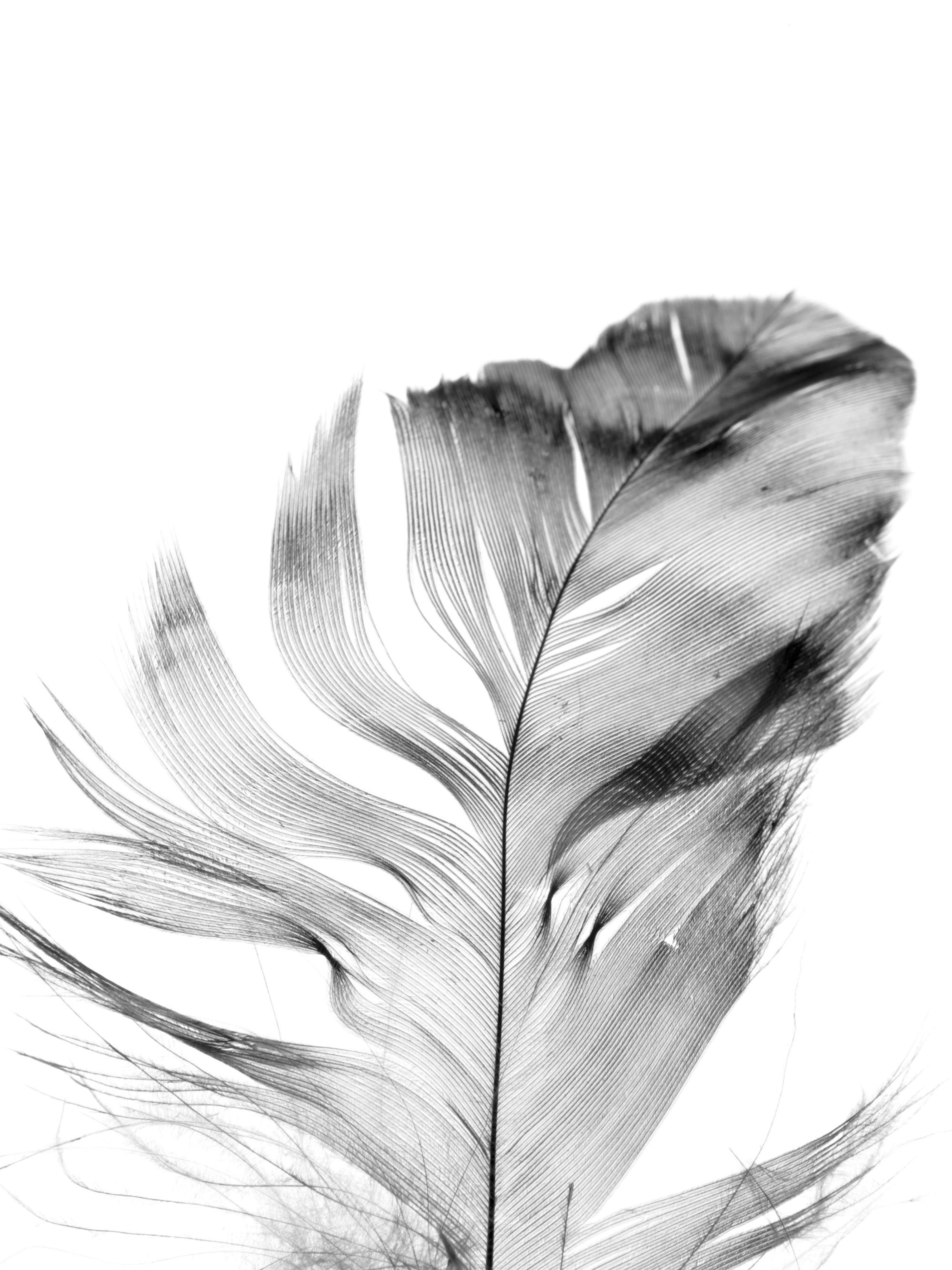 Feather. Affiche 0
