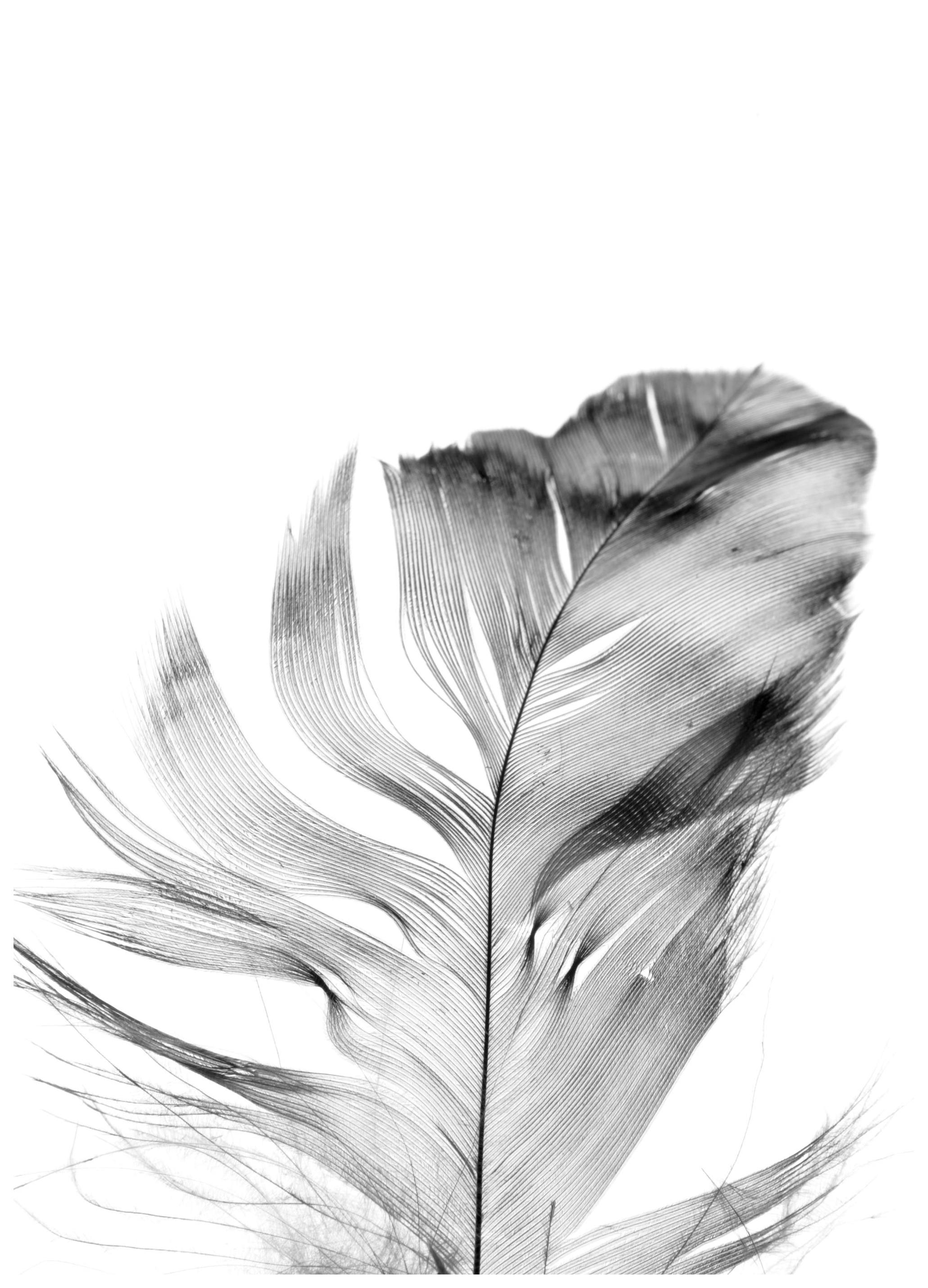 Feather Poster (50x50 cm) - Poster Store