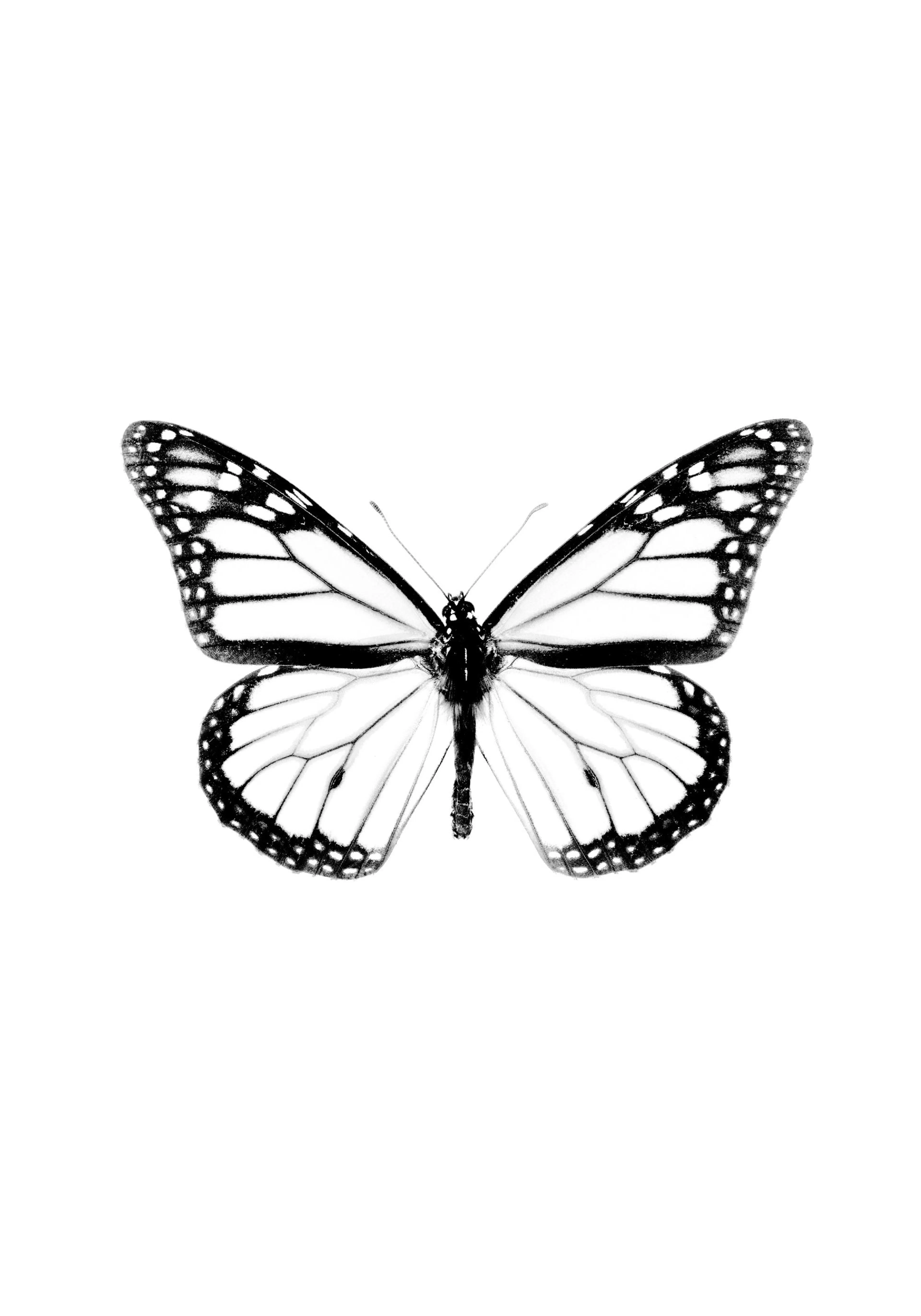 Póster de una mariposa monarca en blanco y negro, con alas detalladas y el cuerpo oscuro sobre fondo blanco.