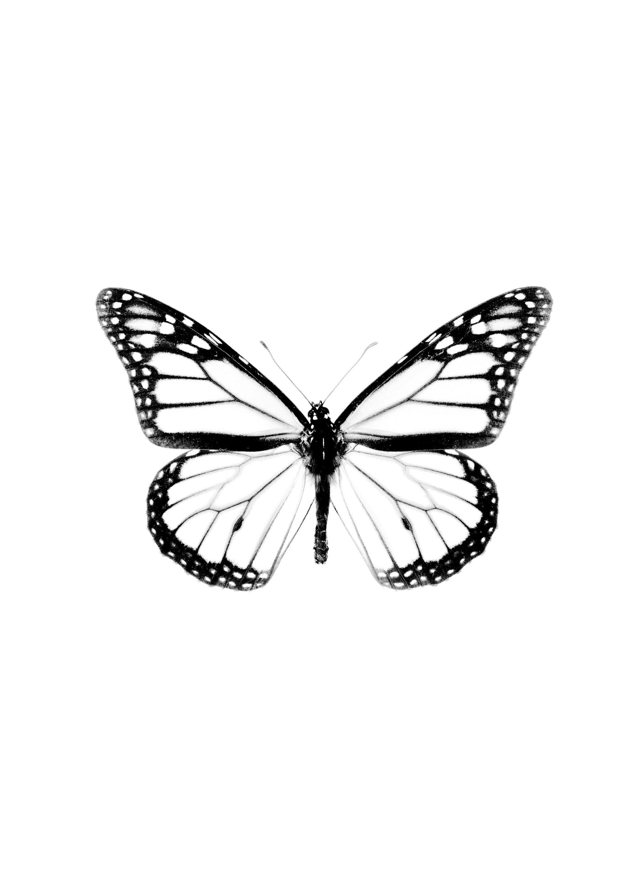 Vlinder Poster (50x70 cm) - Poster Store