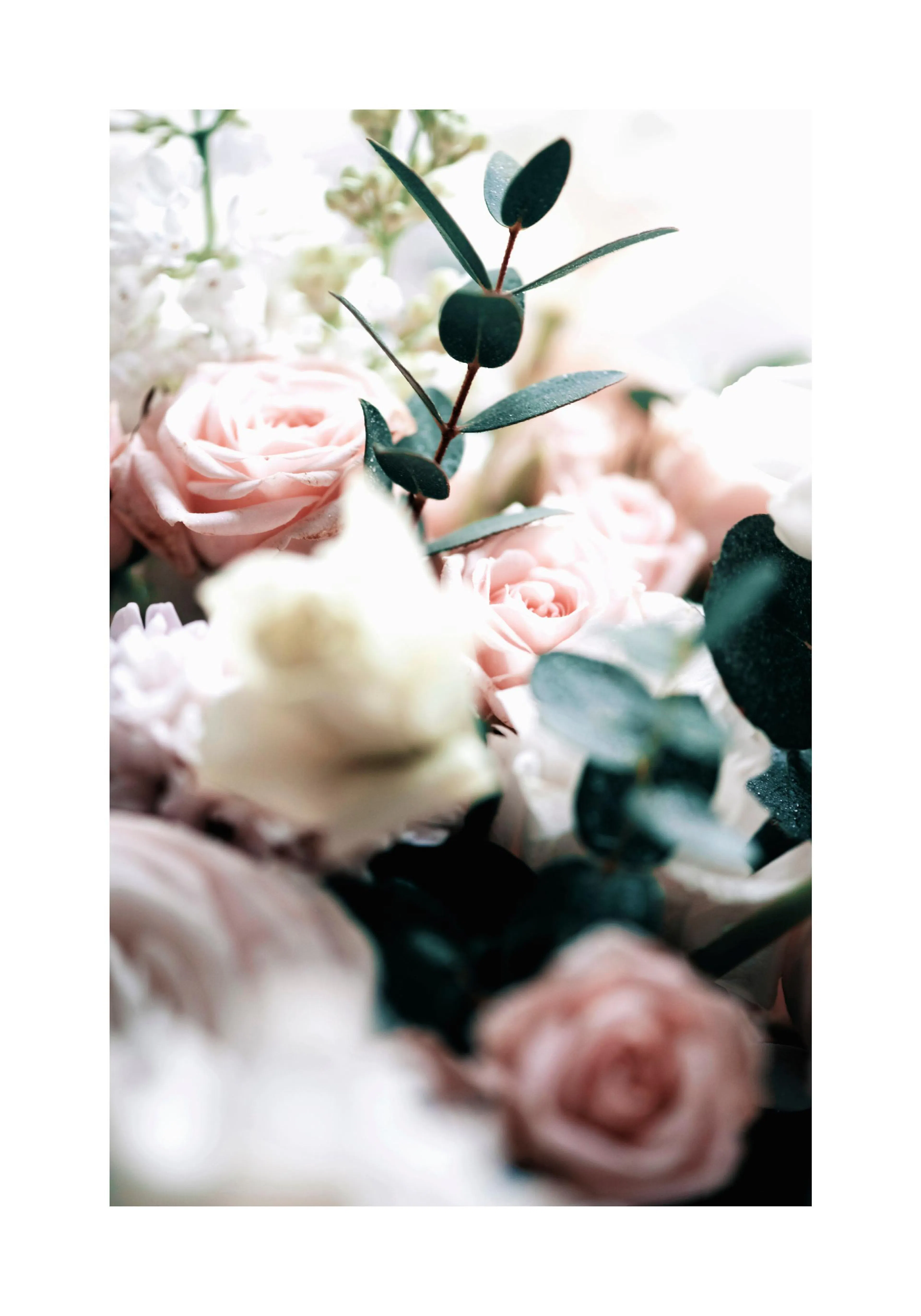 A poster featuring a close-up of light pink roses and white flowers, with dark green eucalyptus leaves and soft lighting.