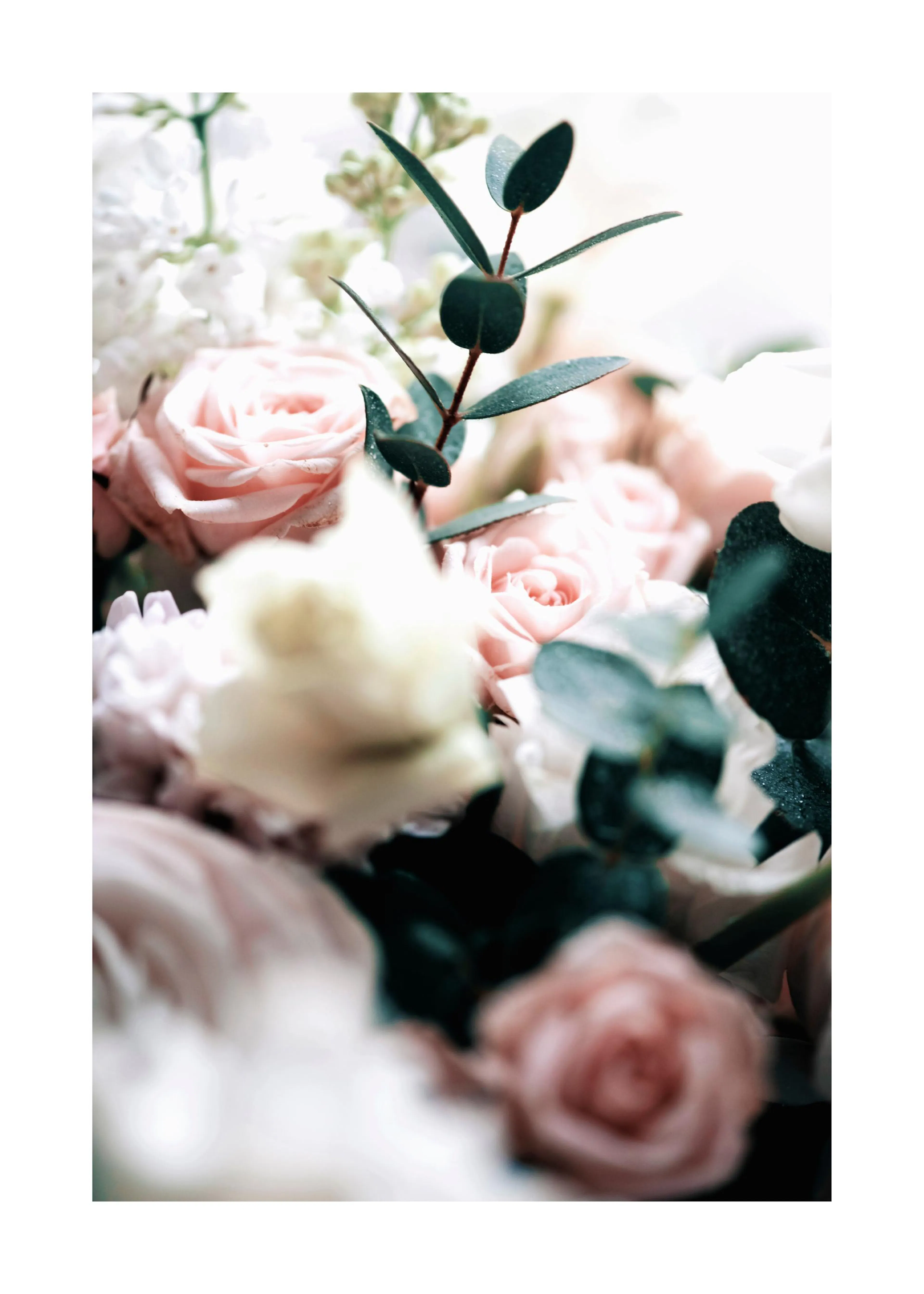 Poster avec des roses roses et des feuilles deucalyptus vert foncé et dautres fleurs blanches.