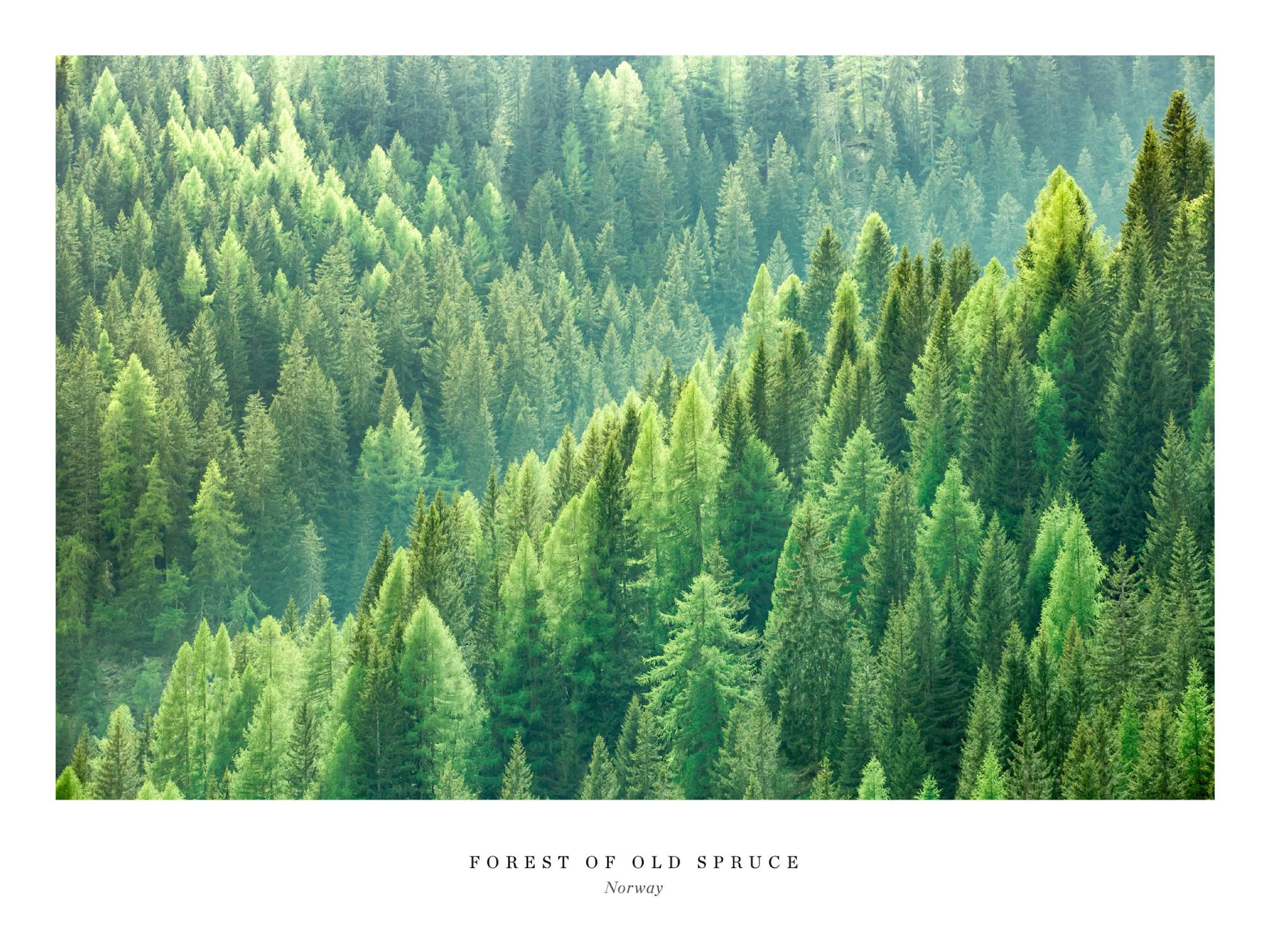 A poster depicting a dense forest of spruce trees in varying shades of green, with natural light filtering through.
