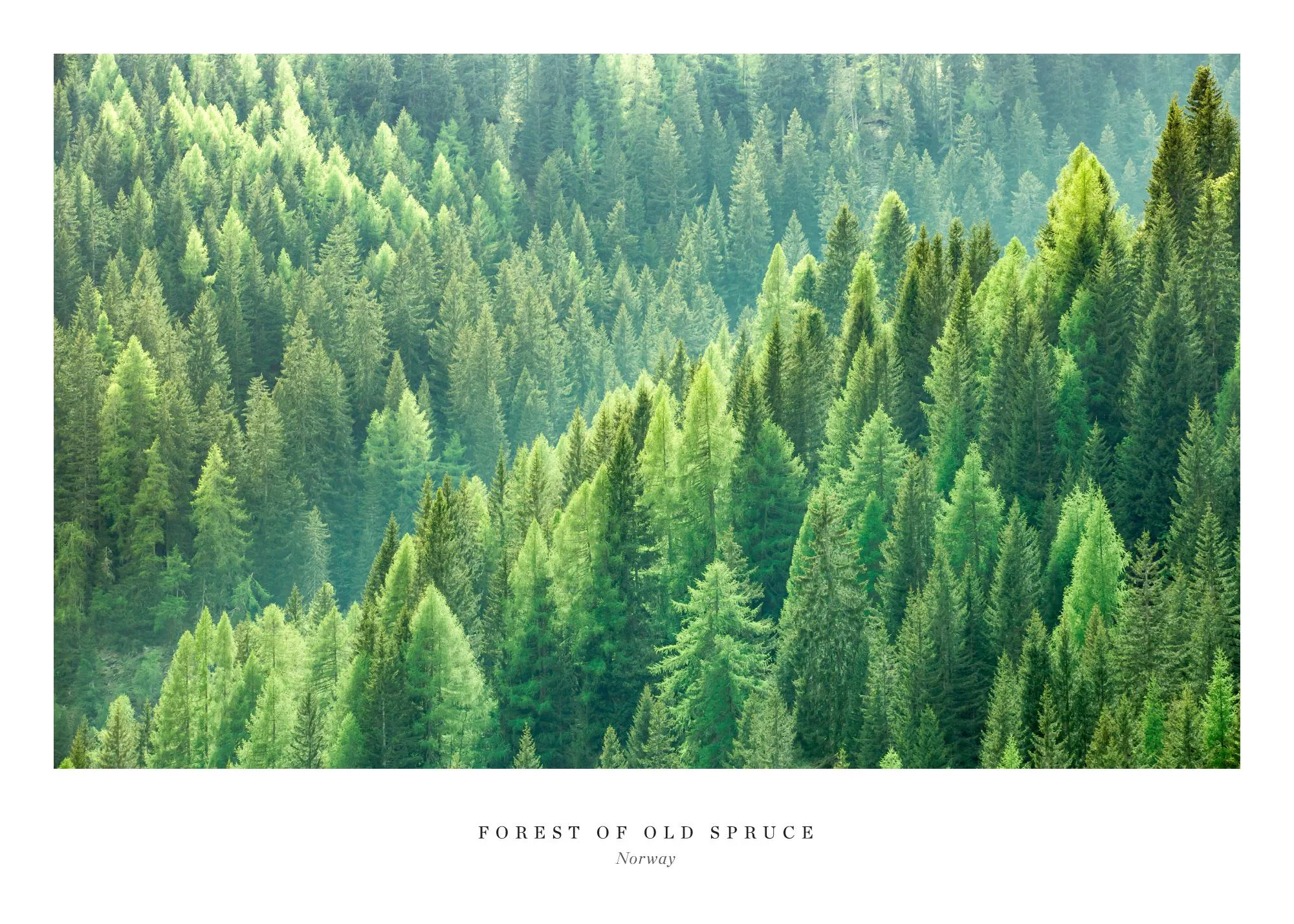 A poster featuring a dense forest of spruce trees in varying shades of green, with sunlight filtering through the canopy.