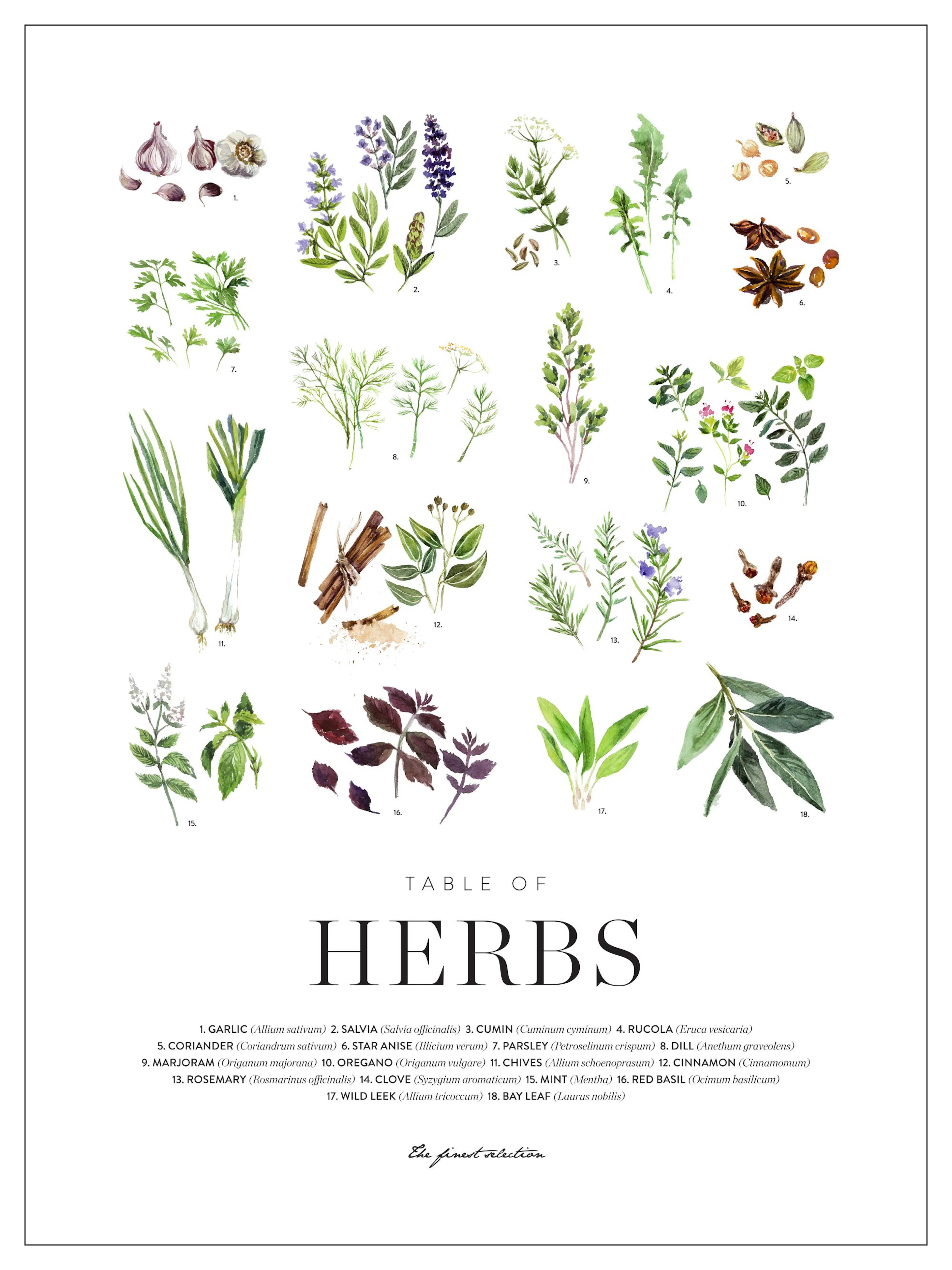 Póster de ilustraciones botánicas de hierbas y especias como ajo, salvia, comino, rúcula y anís estrella.