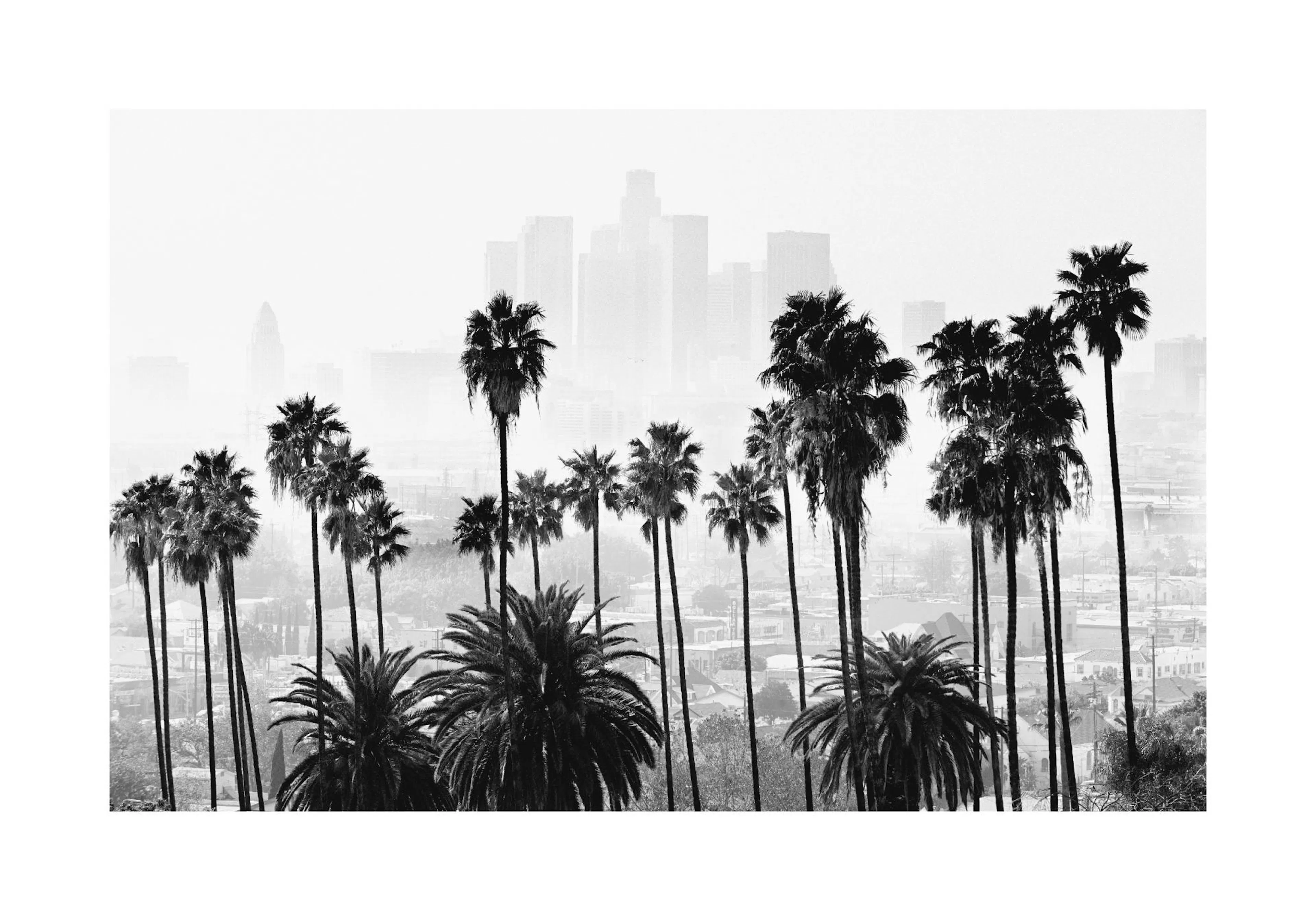 Mustavalkoinen juliste palmuista sumuisen kaupungin yllä.