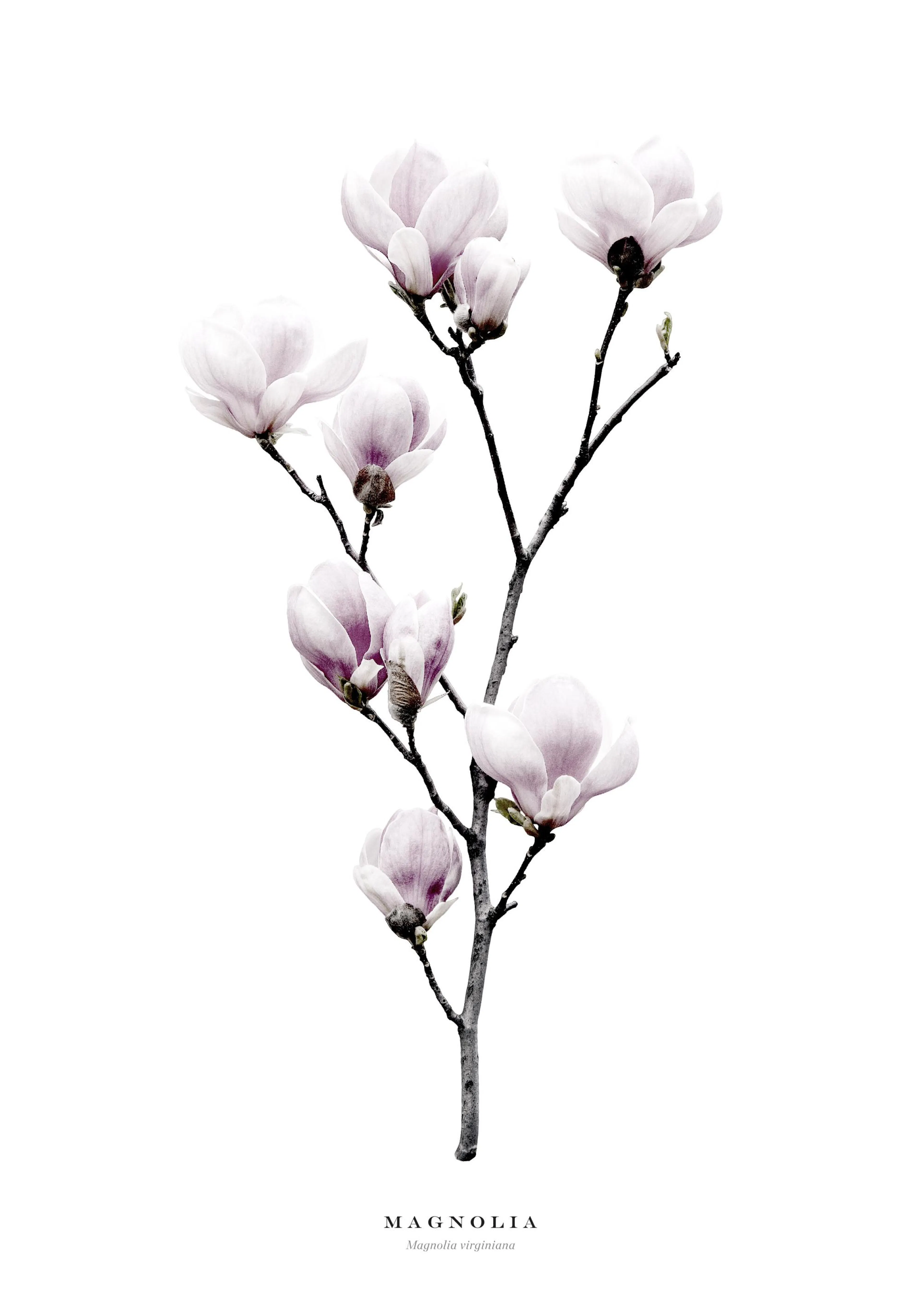 A poster featuring a magnolia branch with several light pink and white magnolia flowers on a white background.