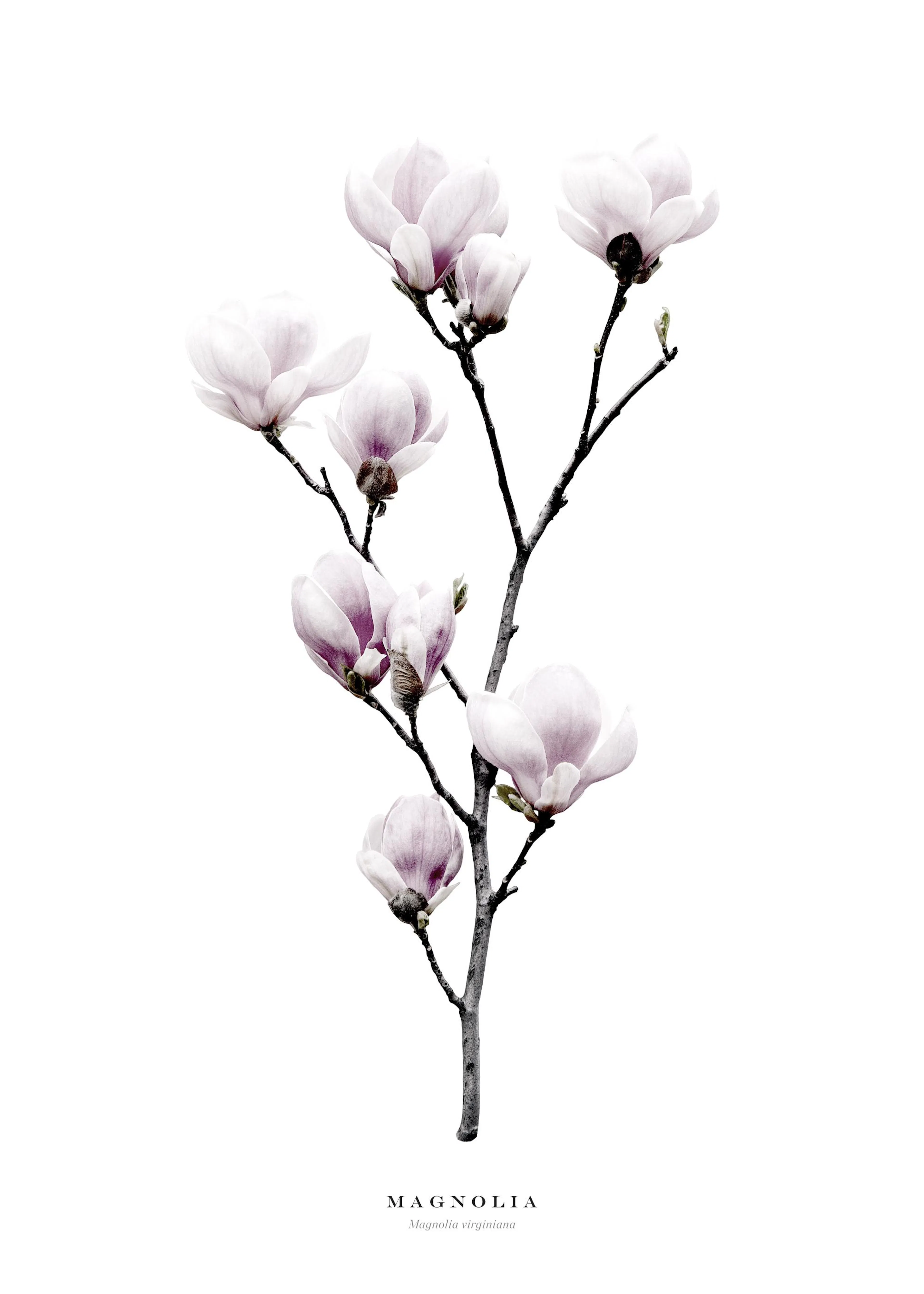 A poster featuring a magnolia branch with several light pink and white magnolia flowers on a white background.